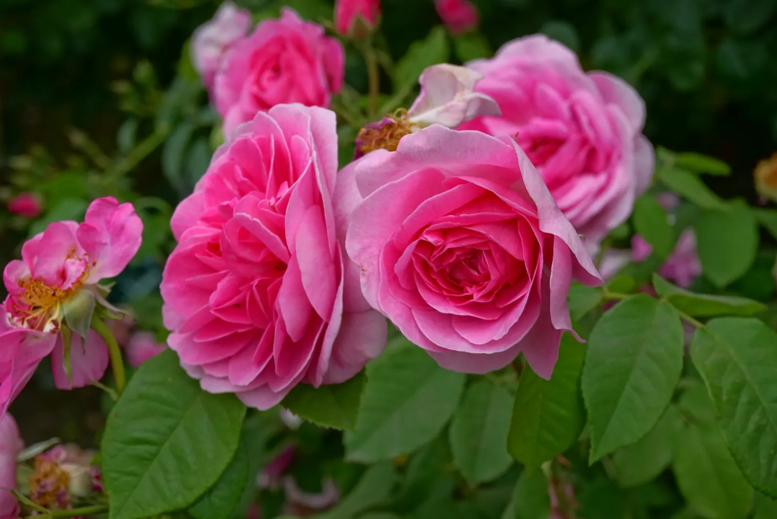 Pink Shrub Rose (Rosa Cv. Floribunda Pink) — Regular deadheading is recommended to encourage continuous blooming throughout the growing season; vibrant