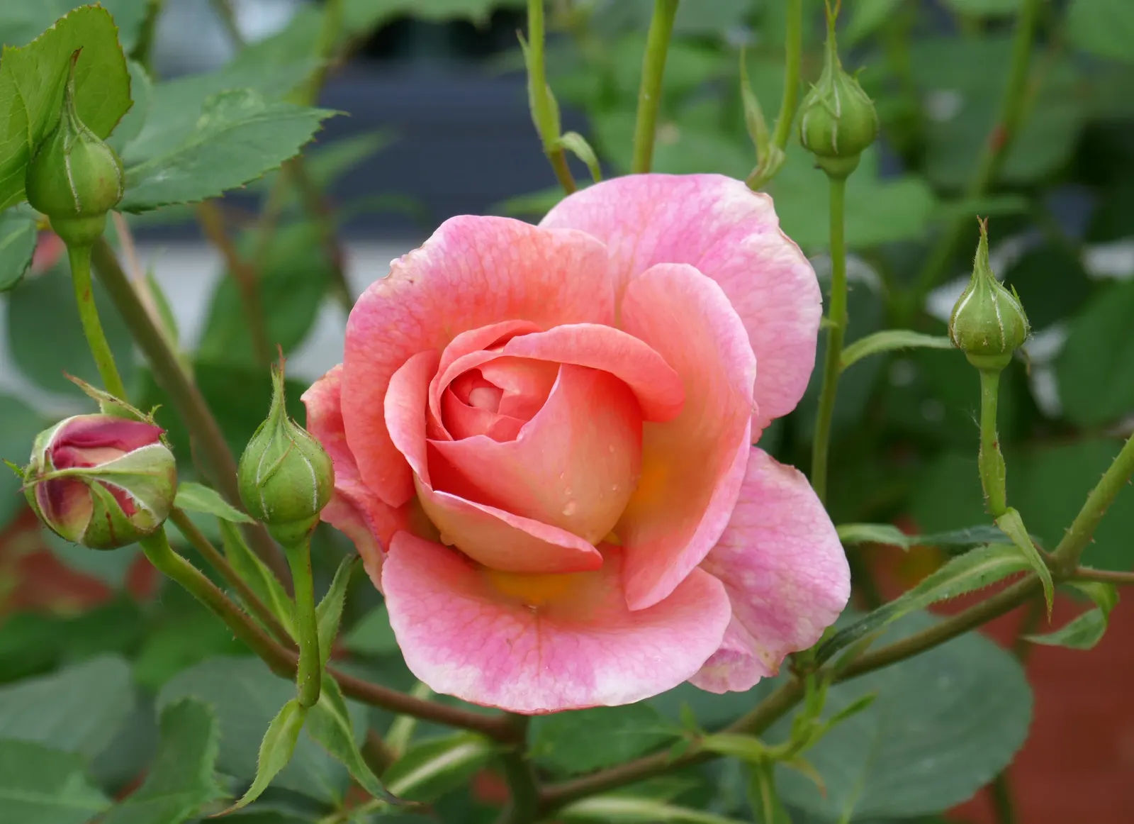 Pink Shrub Rose (Rosa Cv. Floribunda Pink) — Ideal for borders, it requires full sun and well-drained soil; and disease management to ensure, image 91