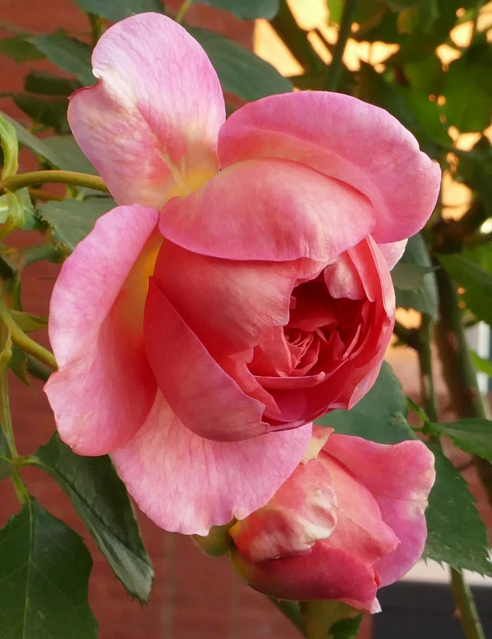 Pink Shrub Rose (Rosa Cv. Floribunda Pink) — This hardy shrub typically reaches 3-4 feet in height and 2-3 feet in width; requiring at least six, image 90