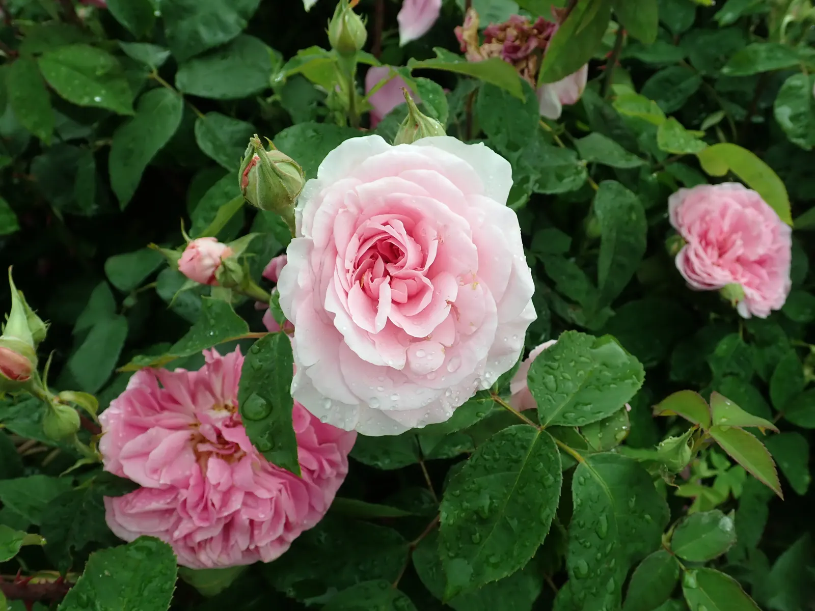 Pink Shrub Rose (Rosa Cv. Floribunda Pink) — shrub with pink blooms