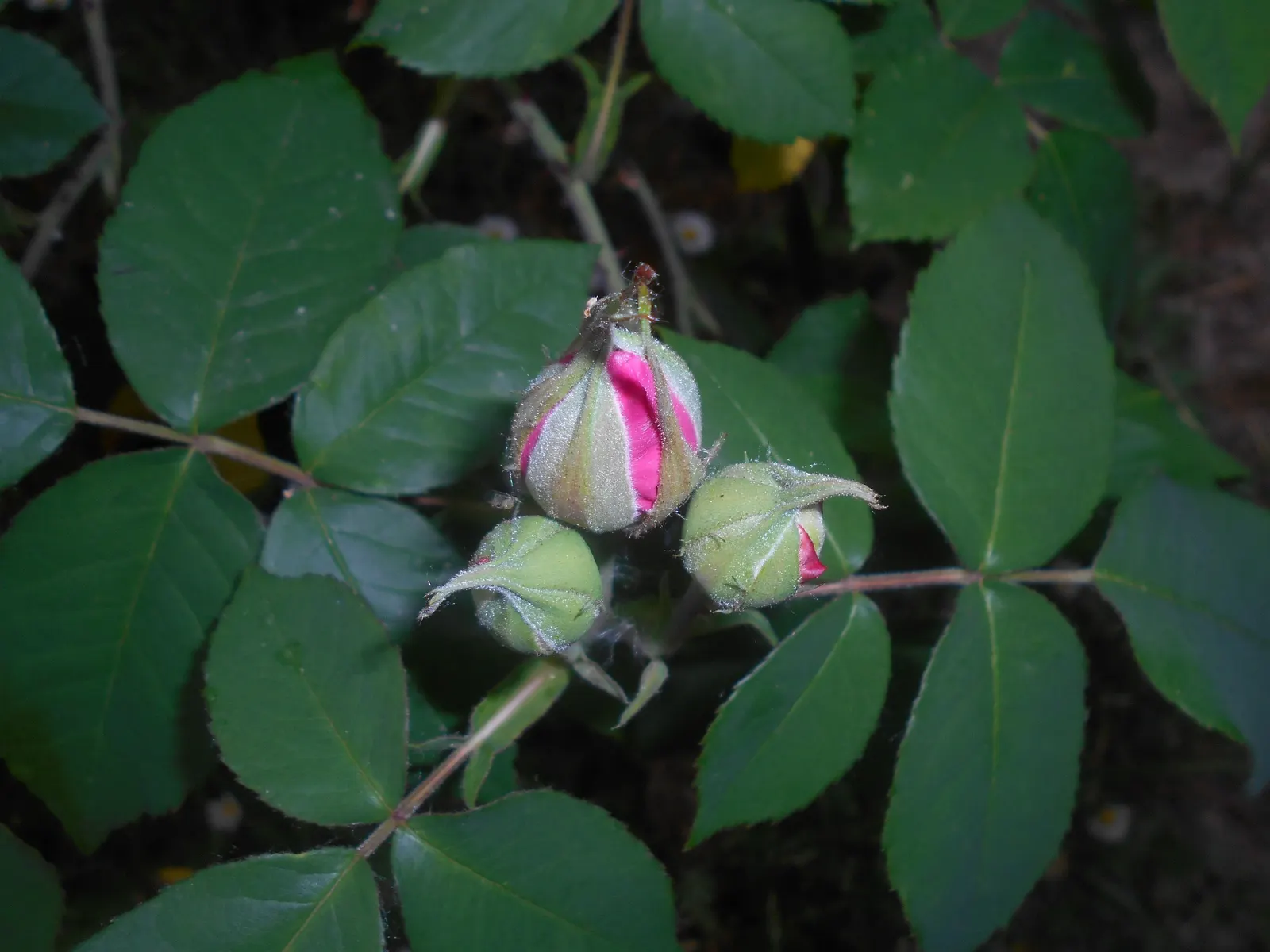 Pink Shrub Rose (Rosa Cv. Floribunda Pink) — This particular variety exhibits clusters of medium-sized pink blossoms; each typically measuring 3 to 4 inches in