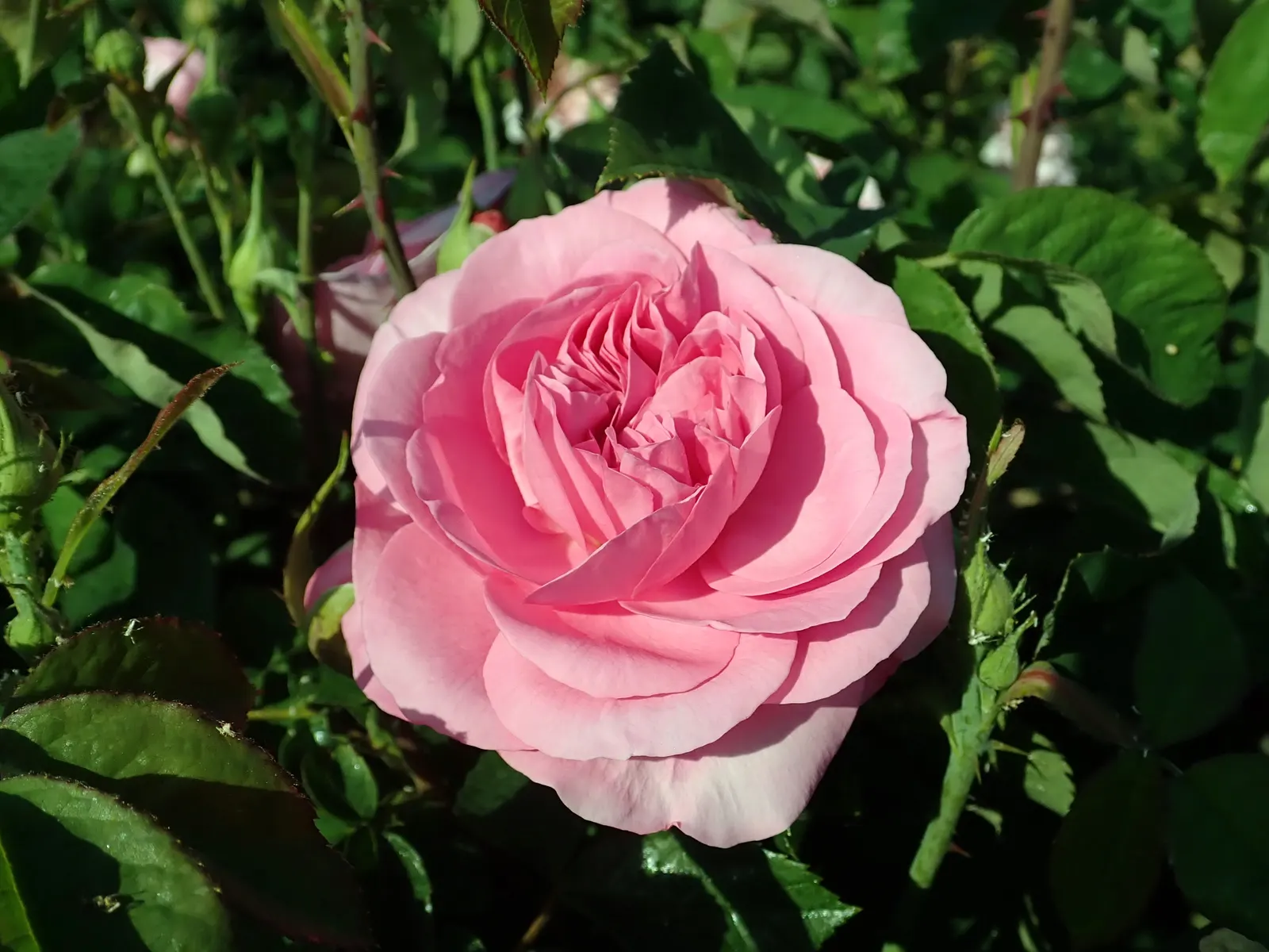 Pink Shrub Rose (Rosa Cv. Floribunda Pink) — This hardy shrub typically reaches 3-4 feet in height and 2-3 feet in width; requiring at least six hours of