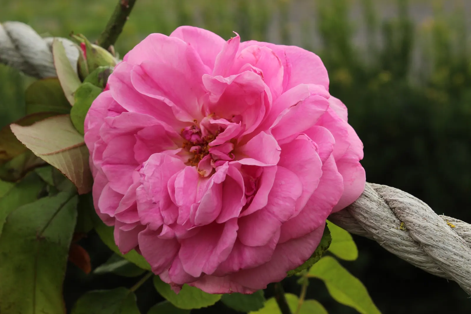 Pink Shrub Rose (Rosa Cv. Floribunda Pink) — Its alluring pink petals serve as an excellent backdrop for perennials or can be used as a colorful hedge