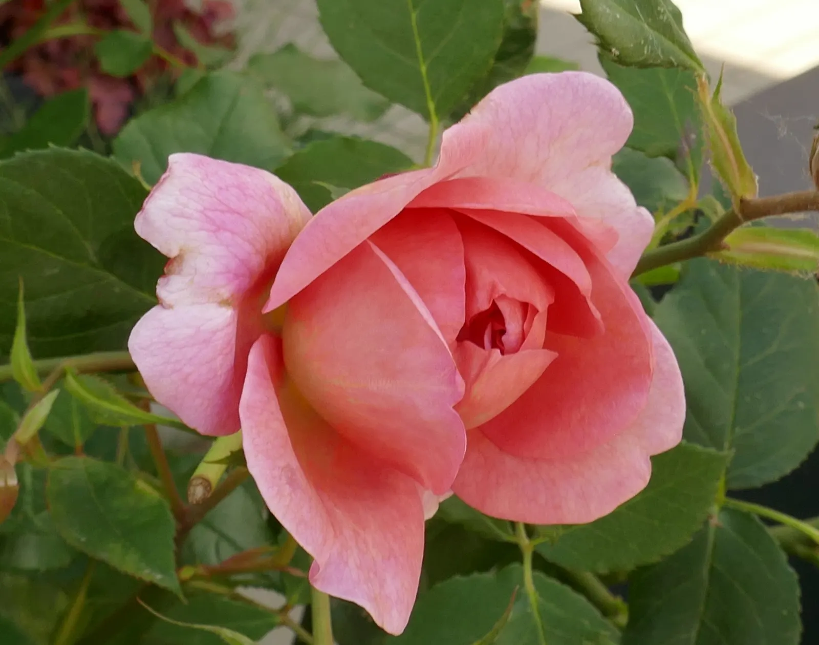 Pink Shrub Rose (Rosa Cv. Floribunda Pink) — floribunda pink, is a prolific bloomer with clusters of fragrant, pink blossoms; regular deadheading, image 89