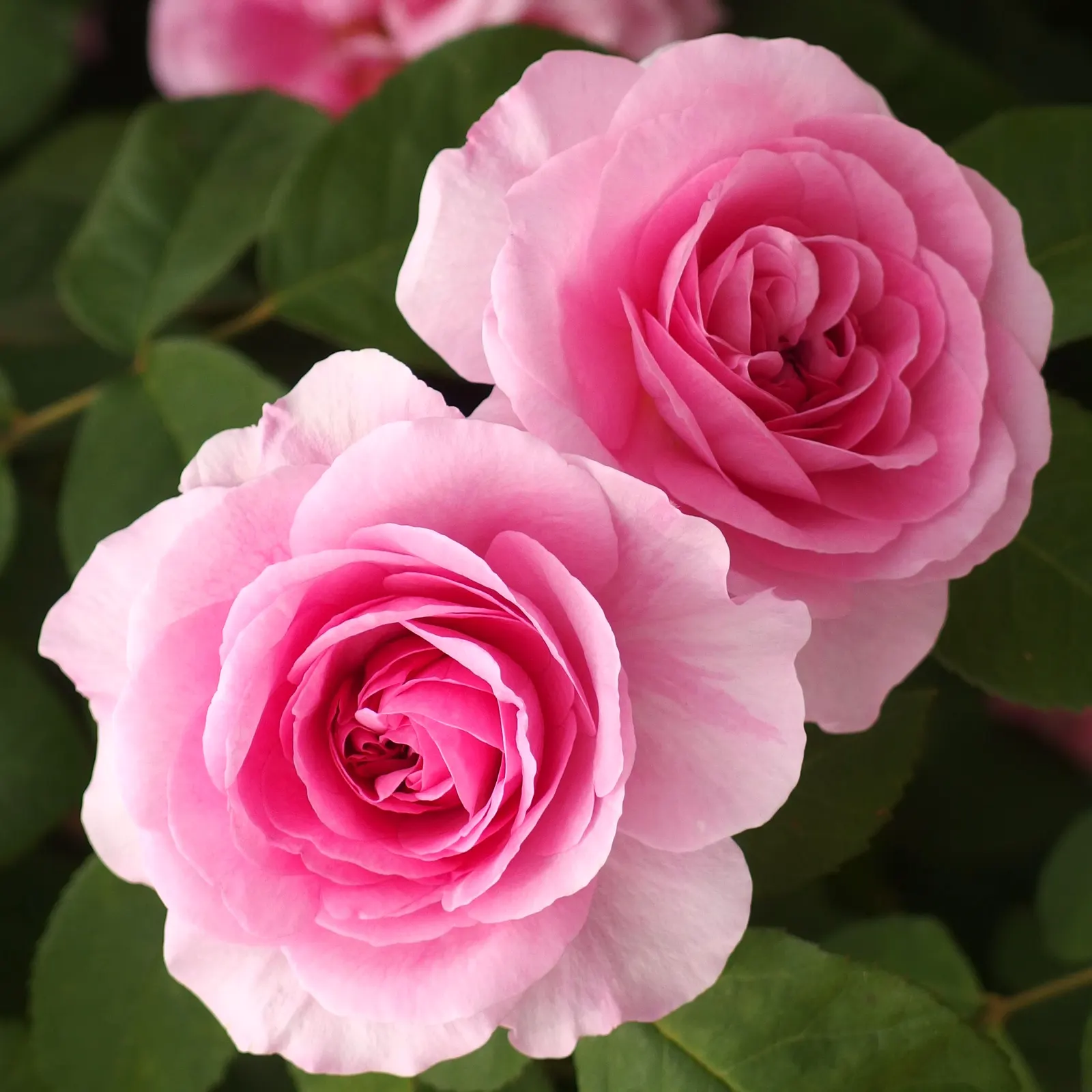 Pink Shrub Rose (Rosa Cv. Floribunda Pink) — shrub for full or half; its alluring pink petals serve as an excellent backdrop for perennials or can, image 66
