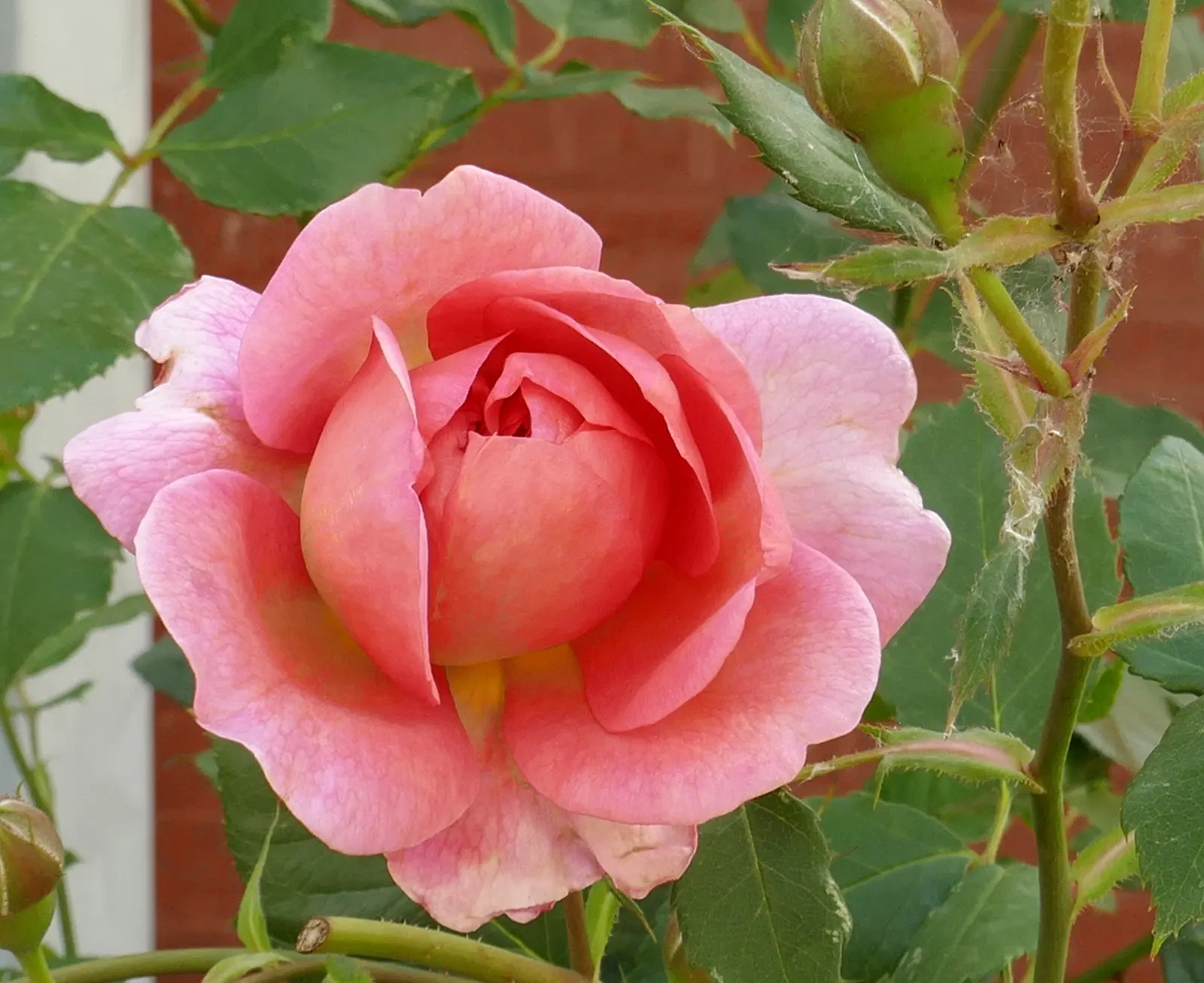 Pink Shrub Rose (Rosa Cv. Floribunda Pink) — typically from late spring until the first hard frost of fall.<br><br>With a moderate growth rate, image 81