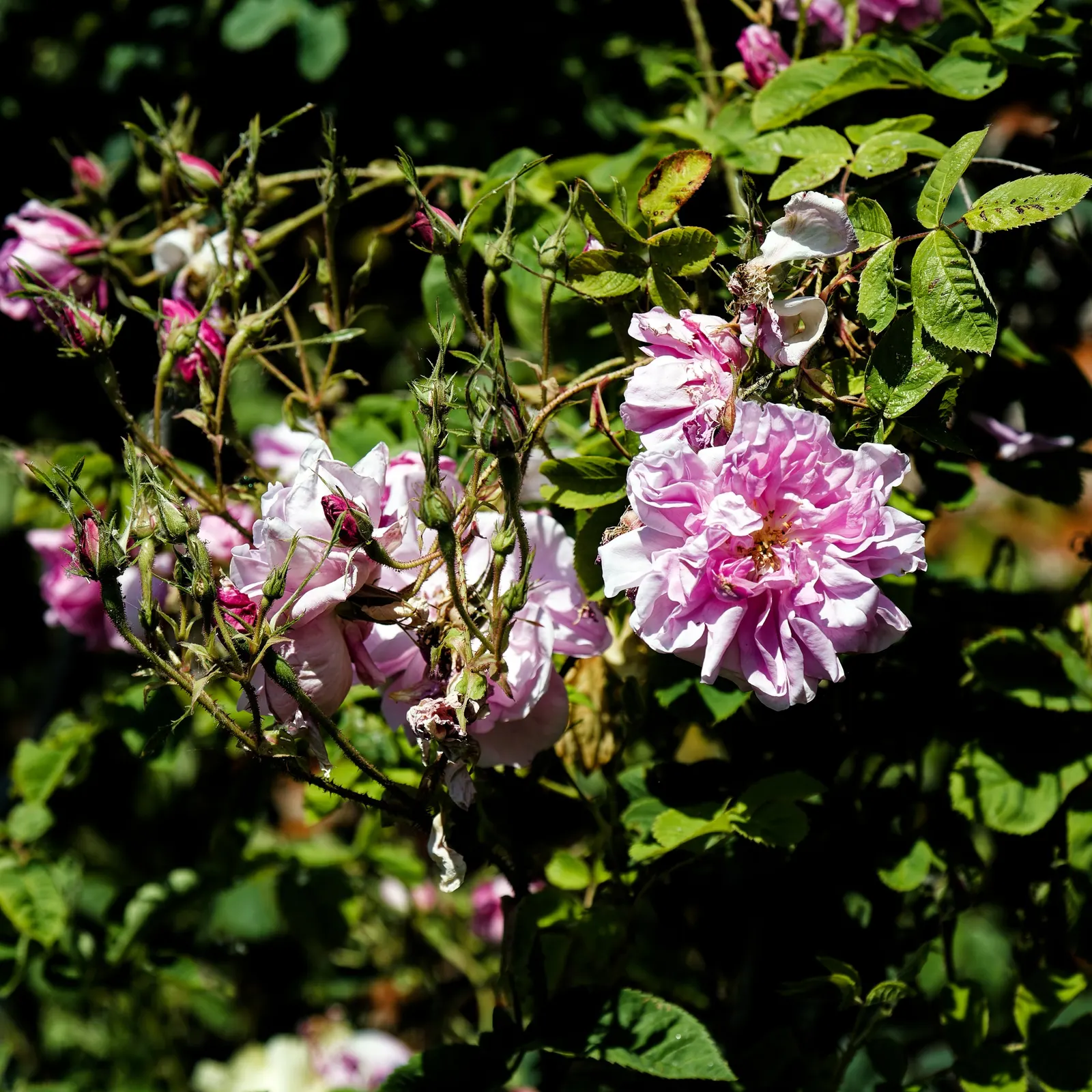 Pink Shrub Rose (Rosa Cv. Floribunda Pink) — this floribunda provides excellent ground coverage and can be pruned to maintain a desirable shape, image 79
