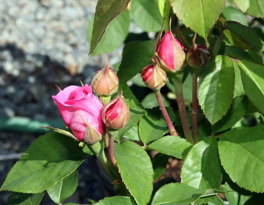Pink Shrub Rose (Rosa Cv. Floribunda Pink) — Adds a romantic touch and striking color to any landscape design; the Pink Shrub Rose thrives in, image 49