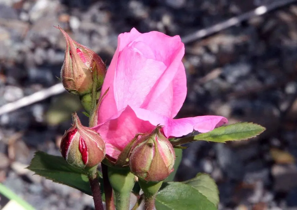 Pink Shrub Rose (Rosa Cv. Floribunda Pink) — This particular variety exhibits clusters of medium-sized pink blossoms; each typically measuring 3 to, image 52