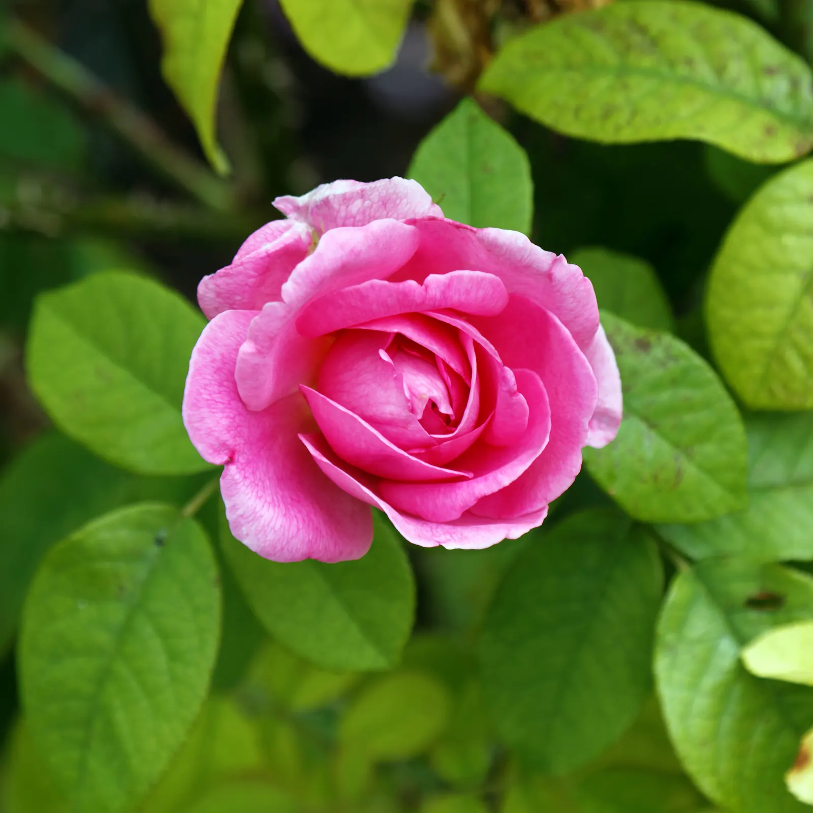 Pink Shrub Rose (Rosa Cv. Floribunda Pink) — typically from late spring until the first hard frost of fall.<br><br>With a moderate growth rate, image 59
