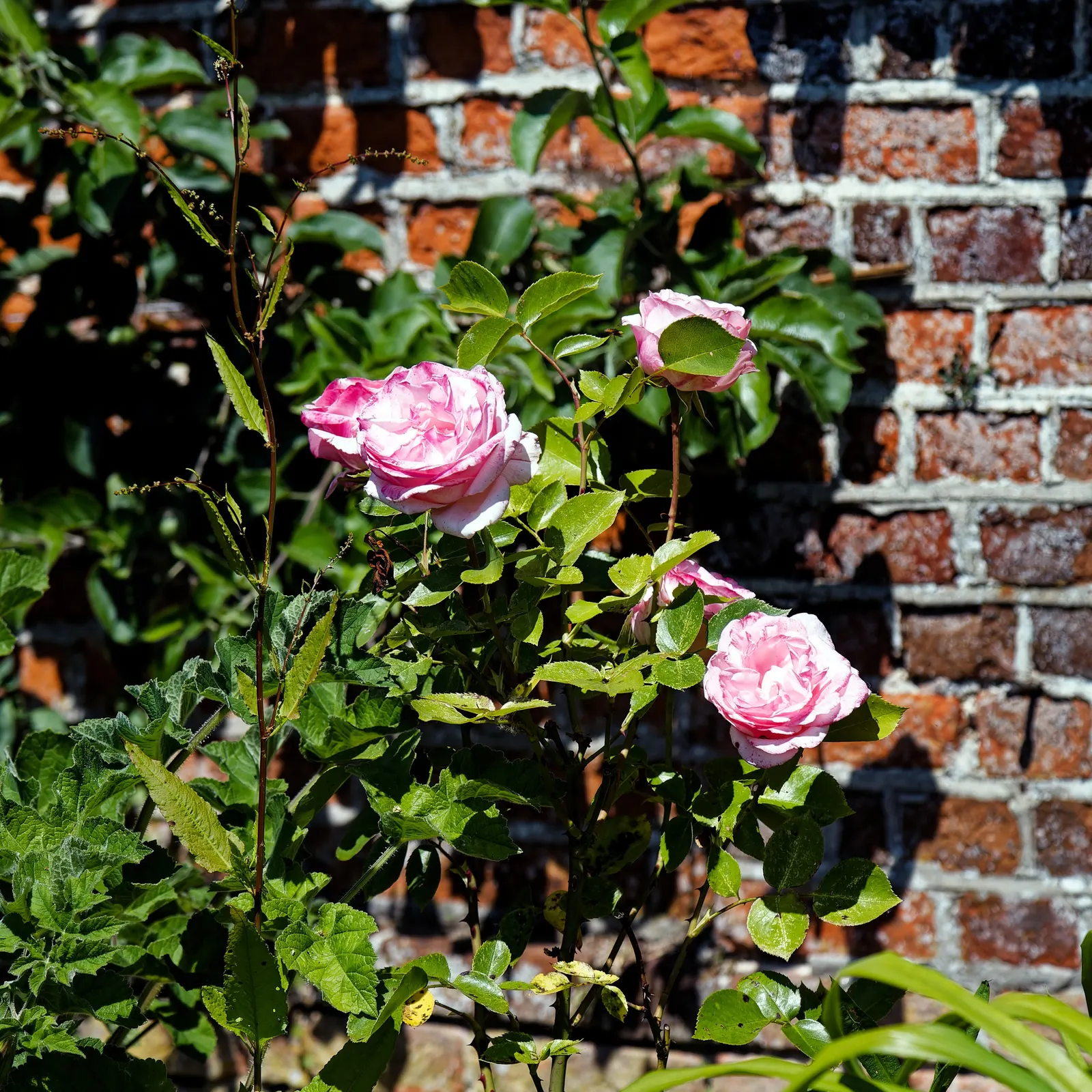 Pink Shrub Rose (Rosa Cv. Floribunda Pink) — Reaching an average height of 3 to 5 feet with a spread of 2 to 4 feet; typically from late spring, image 78