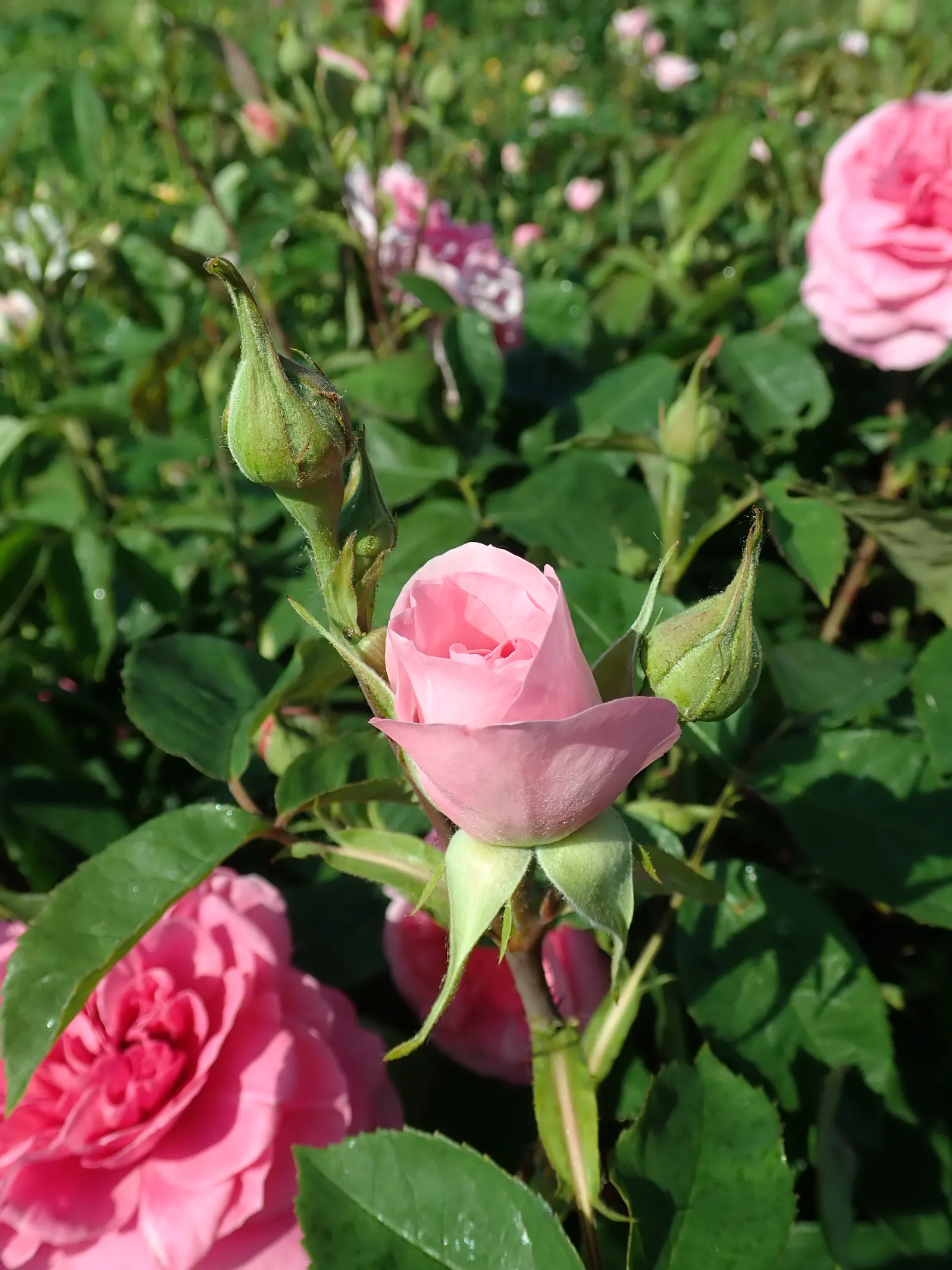 Pink Shrub Rose (Rosa Cv. Floribunda Pink) — floribunda pink, is a prolific bloomer with clusters of fragrant, pink blossoms; regular deadheading promotes