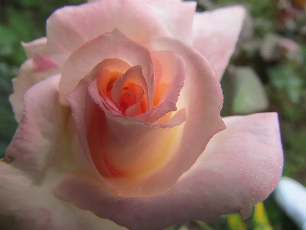 Pink Shrub Rose (Rosa Cv. Floribunda Pink) — pink flowers in the garden; adds a romantic touch and striking color to any landscape design, image 64