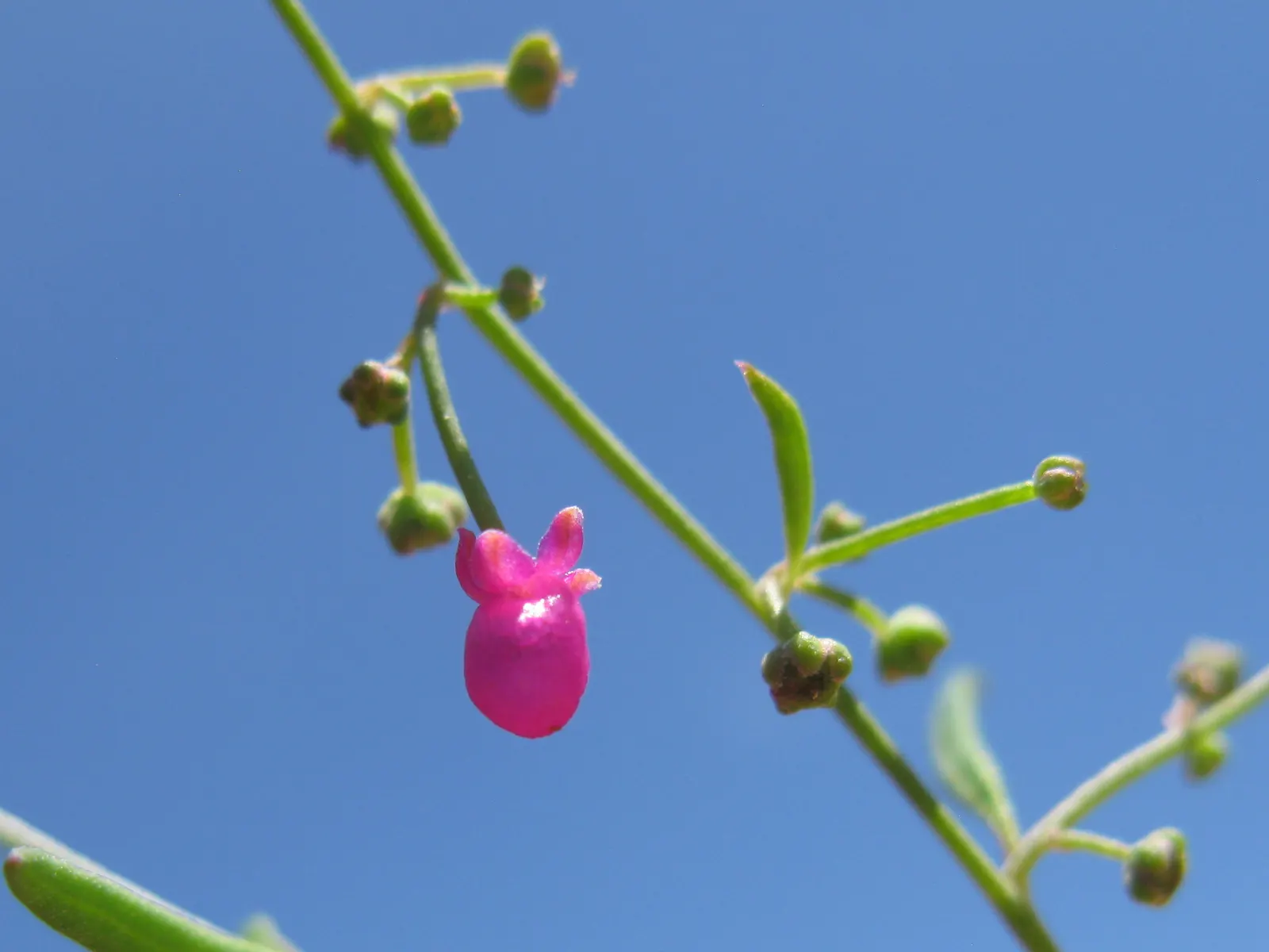 Pink Shrub Rose (Rosa Cv. Floribunda Pink) — but attention should be given to proper irrigation