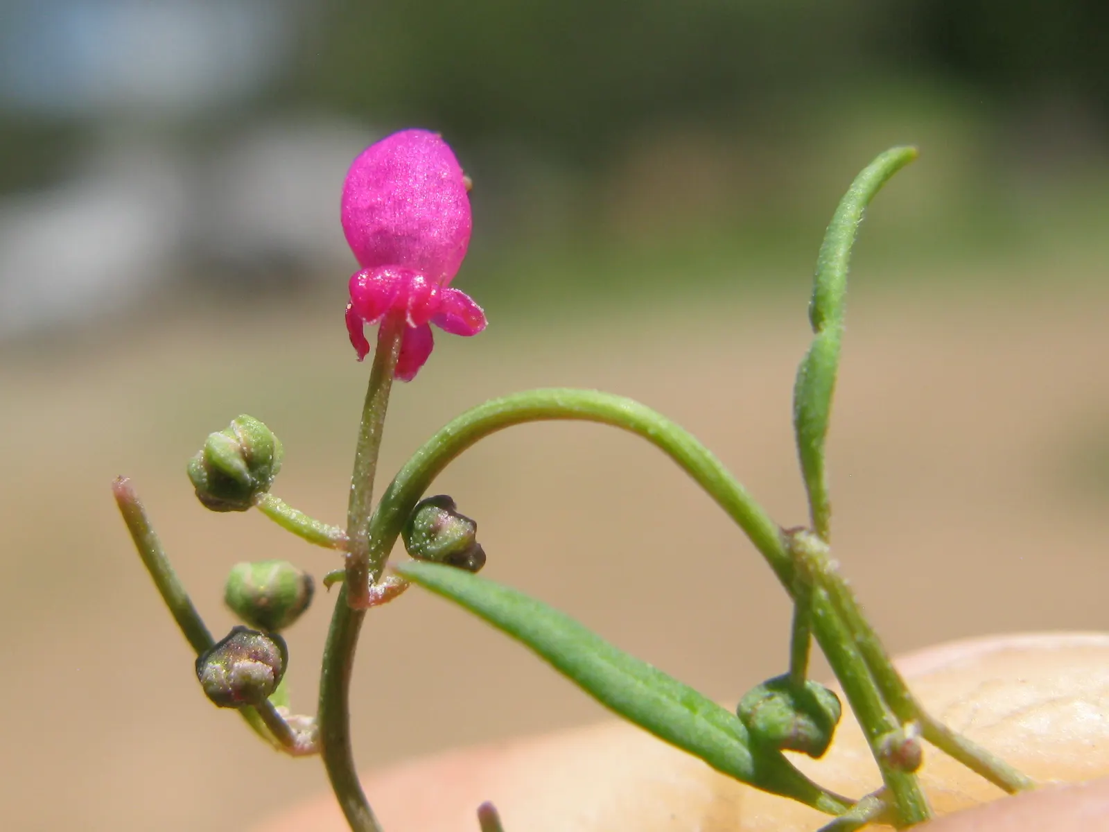 Pink Shrub Rose (Rosa Cv. Floribunda Pink) — the Pink Shrub Rose thrives in well-drained soil and prefers full sun exposure; floribunda pink, is a, image 76