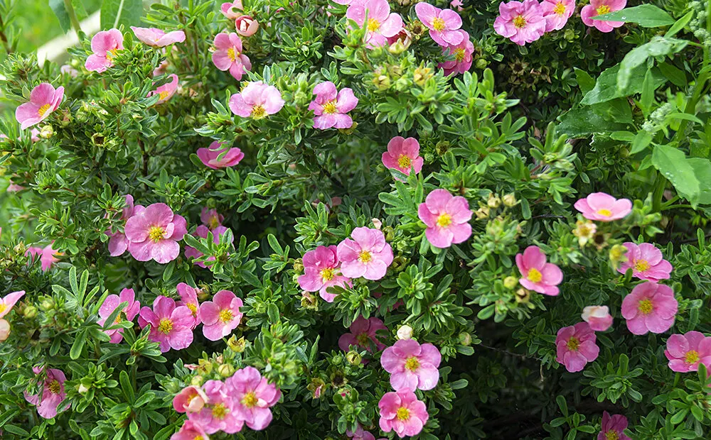 Pink Shrub Rose (Rosa Cv. Floribunda Pink) — the Pink Shrub Rose thrives in well-drained soil and prefers full sun exposure; floribunda pink, is a, image 54