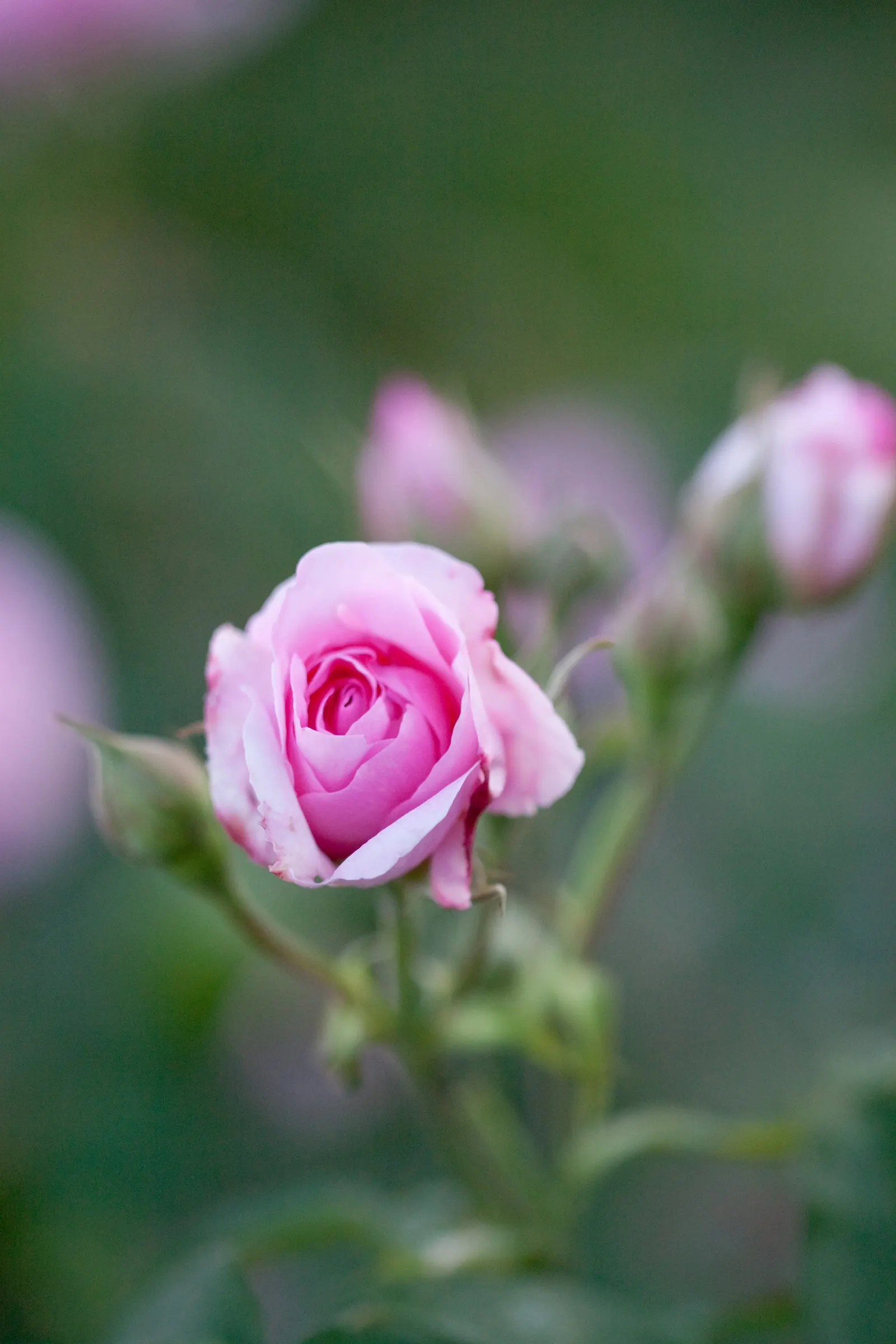 Pink Shrub Rose (Rosa Cv. Floribunda Pink) — floribunda pink, is a prolific bloomer with clusters of fragrant, pink blossoms; regular deadheading, image 45
