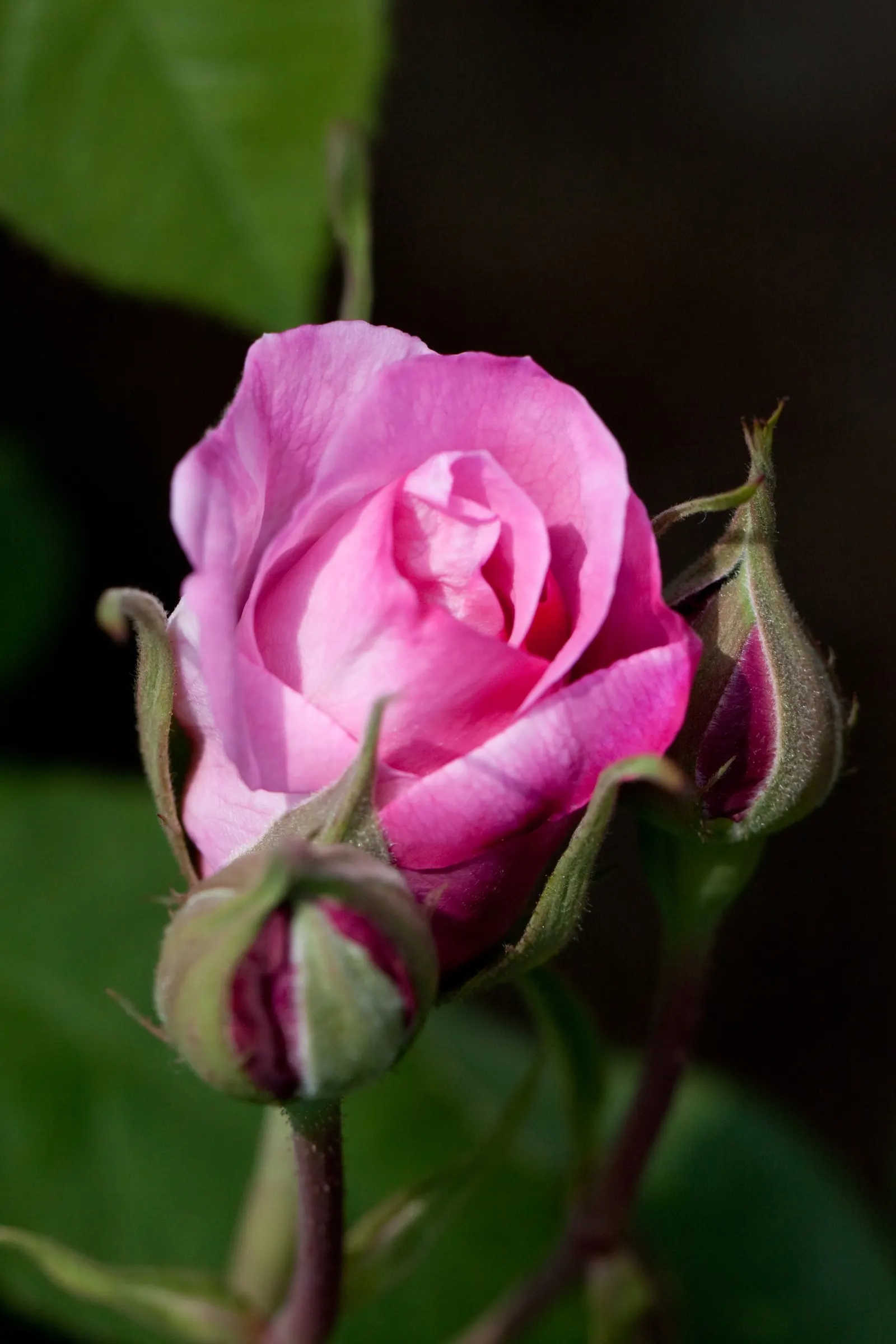 Pink Shrub Rose (Rosa Cv. Floribunda Pink) — shrub with pink blooms; reaching an average height of 3 to 5 feet with a spread of 2 to 4 feet
