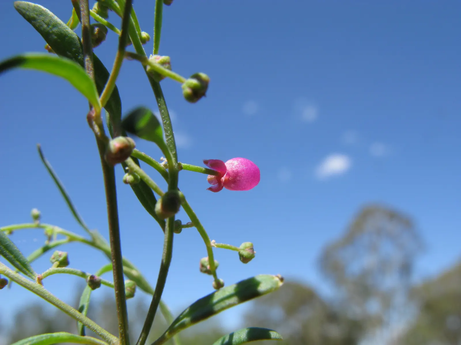 Pink Shrub Rose (Rosa Cv. Floribunda Pink) — and disease management to ensure healthy growth; this floribunda provides excellent ground coverage, image 62