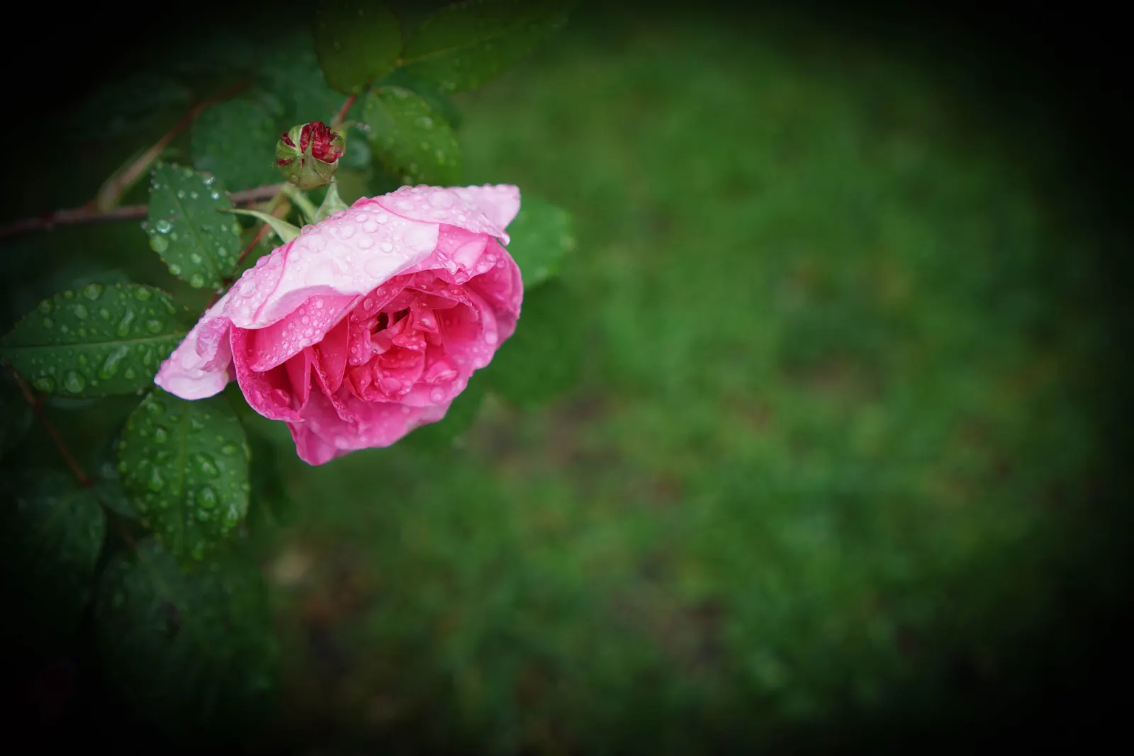 Pink Shrub Rose (Rosa Cv. Floribunda Pink) — each typically measuring 3 to 4 inches in diameter; the Pink Shrub Rose is relatively low maintenance, image 75