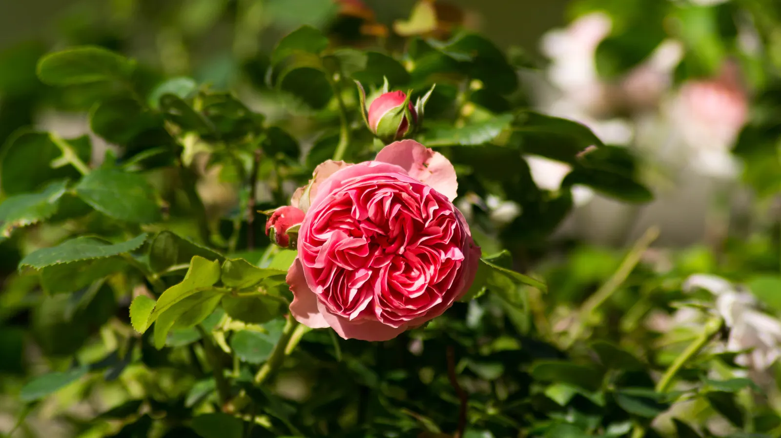 Pink Shrub Rose (Rosa Cv. Floribunda Pink) — and disease management to ensure healthy growth