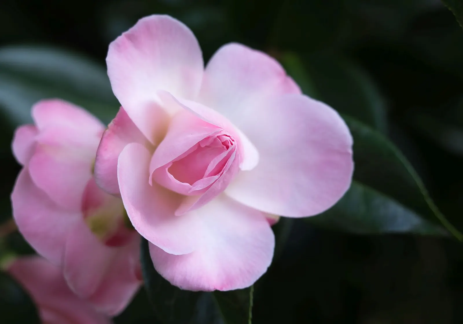 Pink Shrub Rose (Rosa Cv. Floribunda Pink) — shrub with pink blooms; reaching an average height of 3 to 5 feet with a spread of 2 to 4 feet, image 87