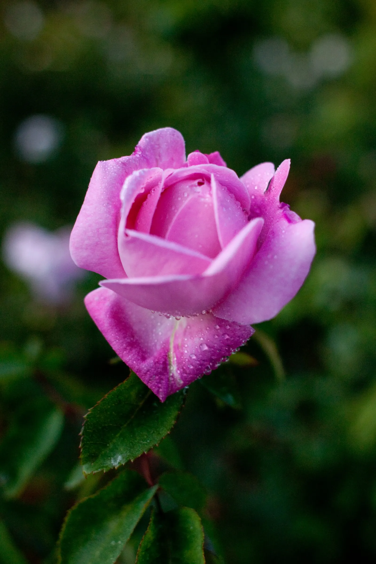 Pink Shrub Rose (Rosa Cv. Floribunda Pink) — Its alluring pink petals serve as an excellent backdrop for perennials or can be used as a colorful, image 63