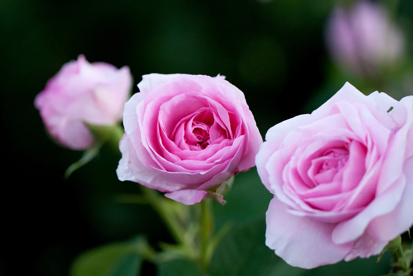 Pink Shrub Rose (Rosa Cv. Floribunda Pink) — Ideal for borders, it requires full sun and well-drained soil; and disease management to ensure, image 47