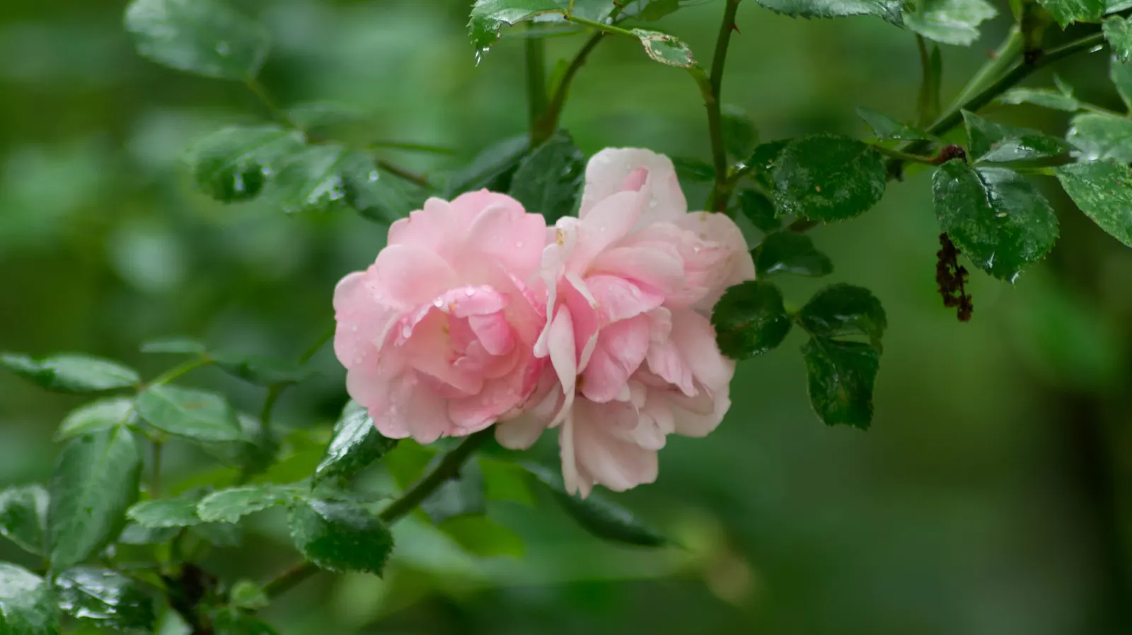 Pink Shrub Rose (Rosa Cv. Floribunda Pink) — Adds a romantic touch and striking color to any landscape design; the Pink Shrub Rose thrives in, image 71