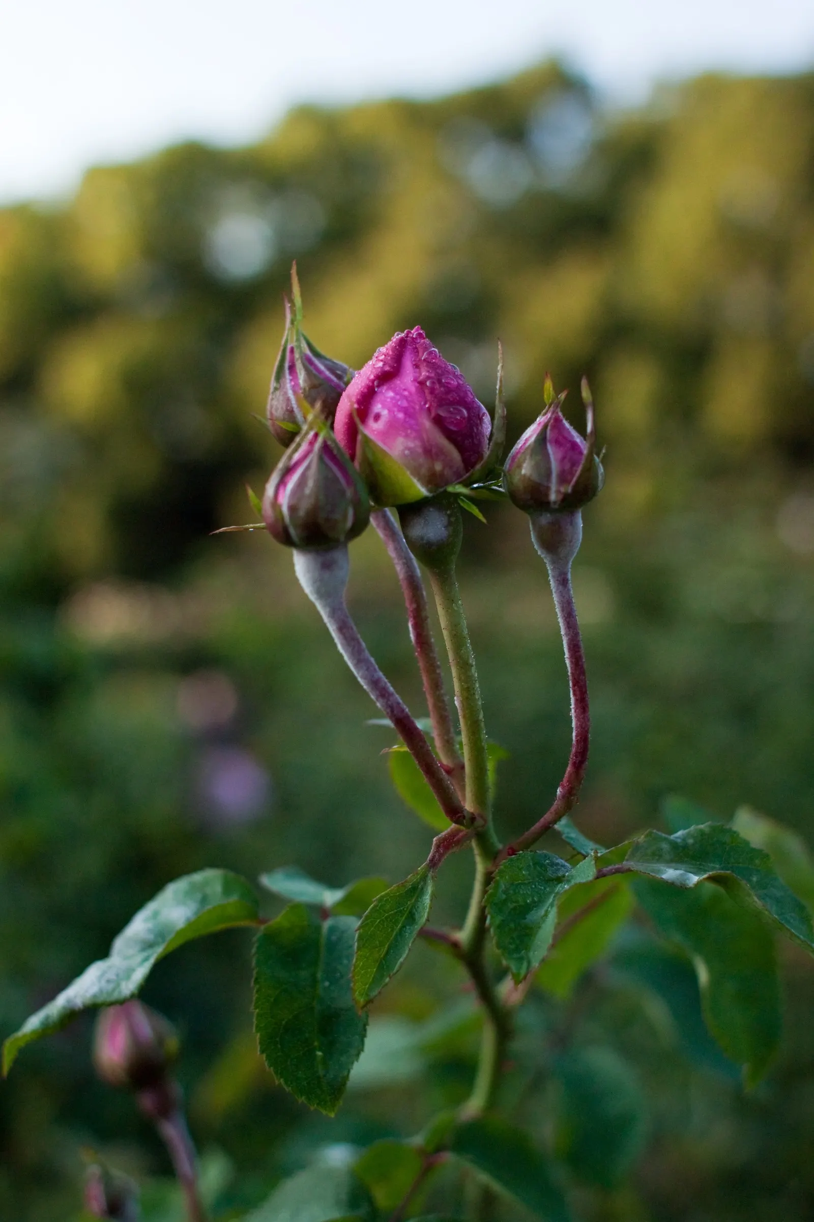 Pink Shrub Rose (Rosa Cv. Floribunda Pink) — shrub for full or half; its alluring pink petals serve as an excellent backdrop for perennials or can be used as a
