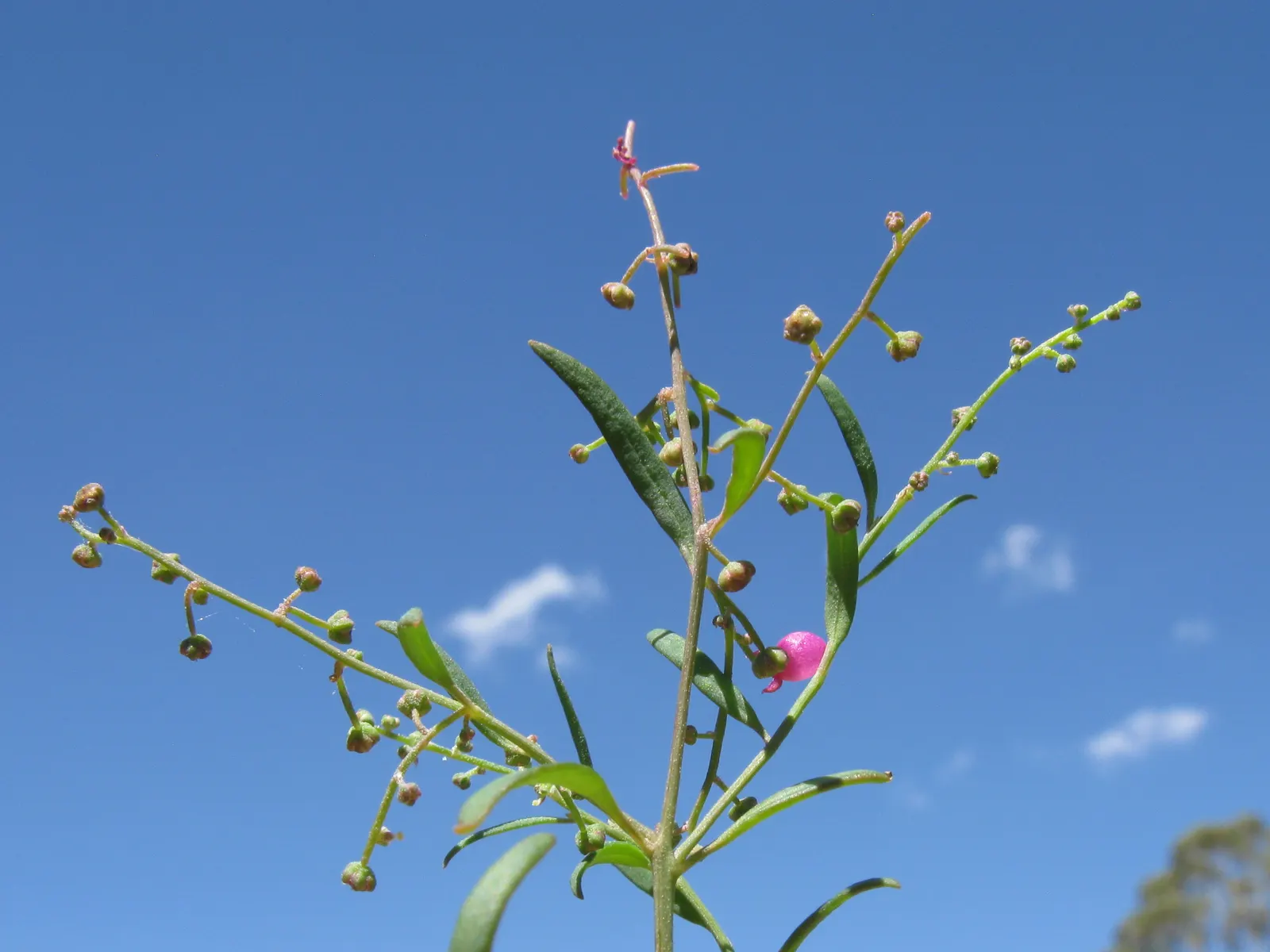 Pink Shrub Rose (Rosa Cv. Floribunda Pink) — Reaching an average height of 3 to 5 feet with a spread of 2 to 4 feet