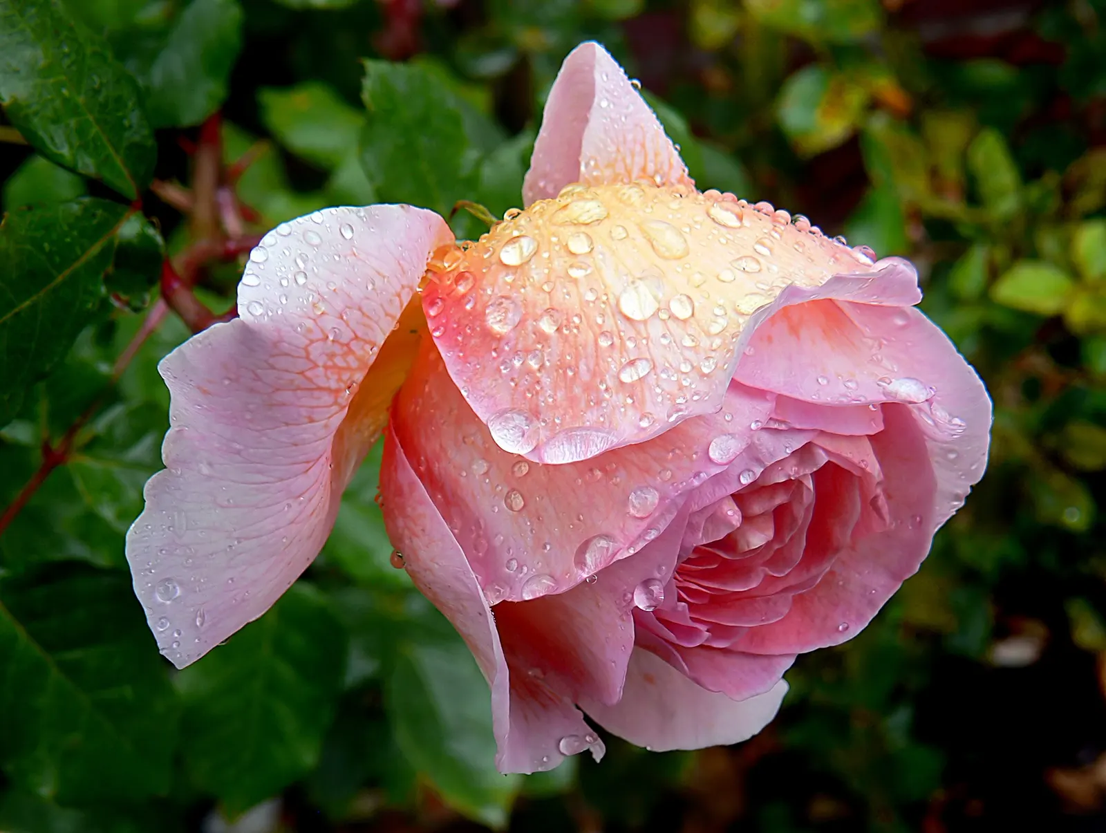 Pink Shrub Rose (Rosa Cv. Floribunda Pink) — Regular deadheading promotes continuous flowering throughout the summer months