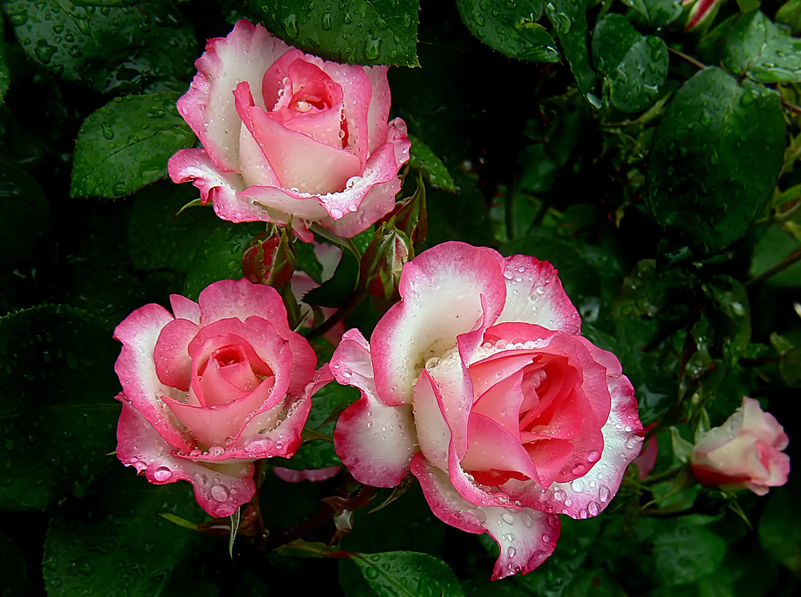Pink Shrub Rose (Rosa Cv. Floribunda Pink) — Its alluring pink petals serve as an excellent backdrop for perennials or can be used as a colorful hedge; pink