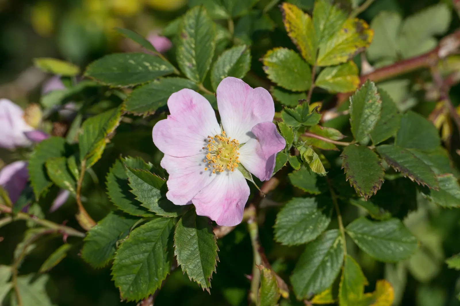 Pink Shrub Rose (Rosa Cv. Floribunda Pink) — vibrant displays that infuse any landscape design with a burst of delicate color