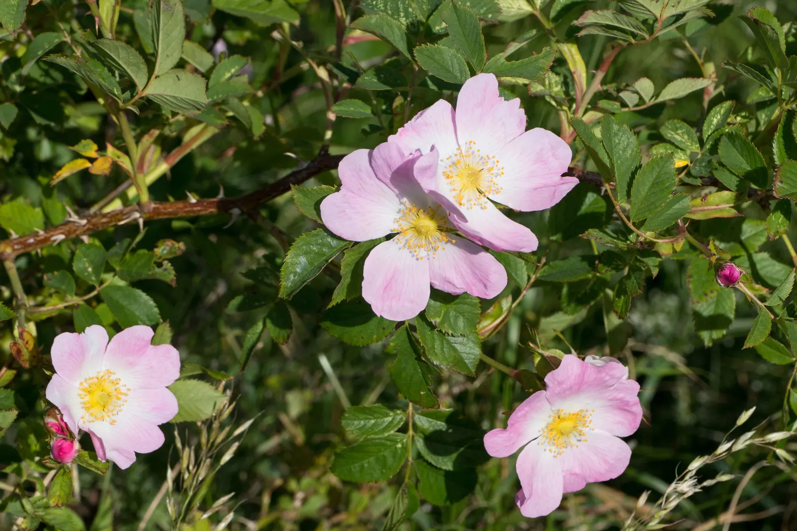 Pink Shrub Rose (Rosa Cv. Floribunda Pink) — Ideal for borders, it requires full sun and well-drained soil