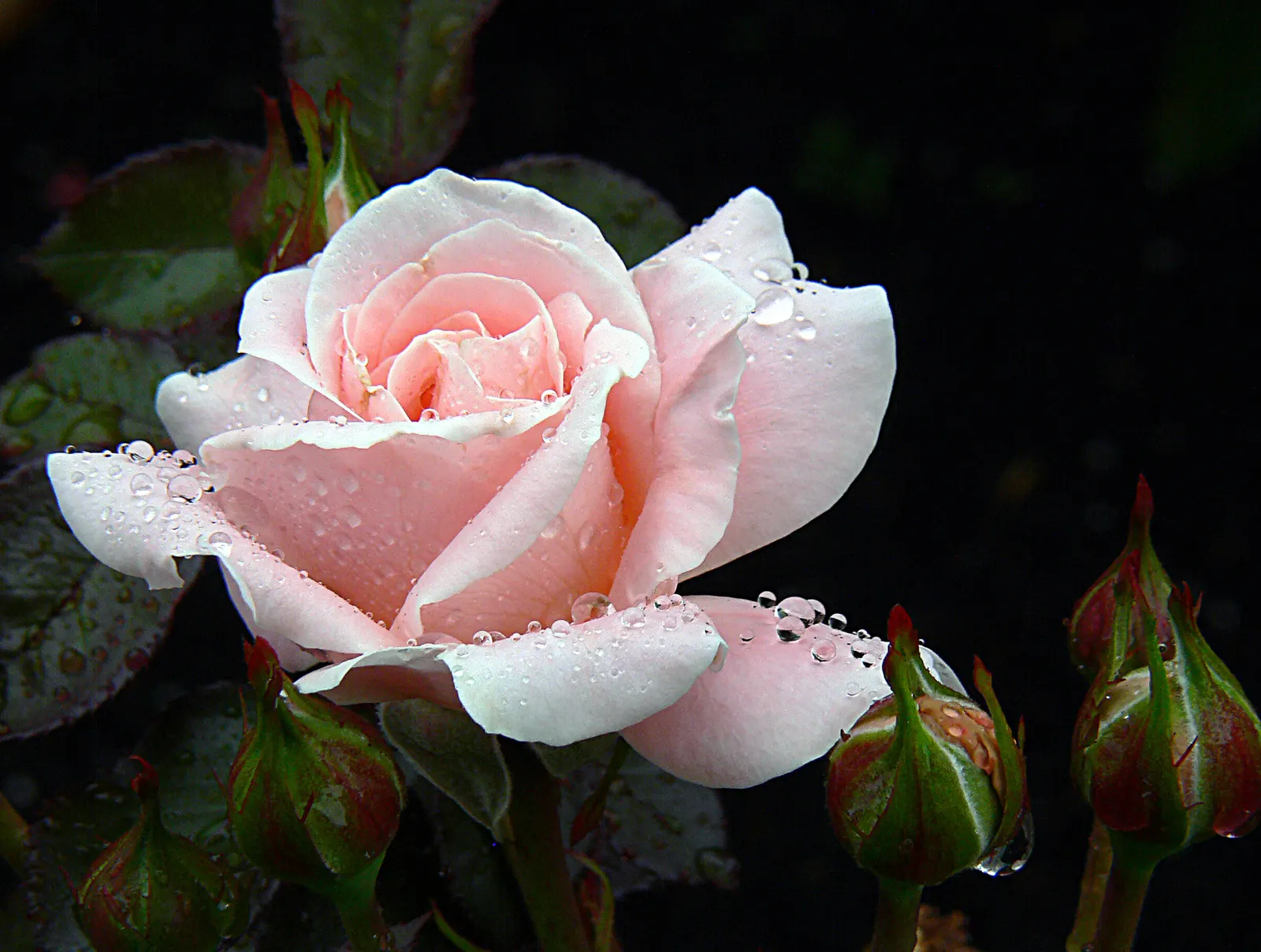 Pink Shrub Rose (Rosa Cv. Floribunda Pink) — is an enchanting selection known for its prolific blooming and lush