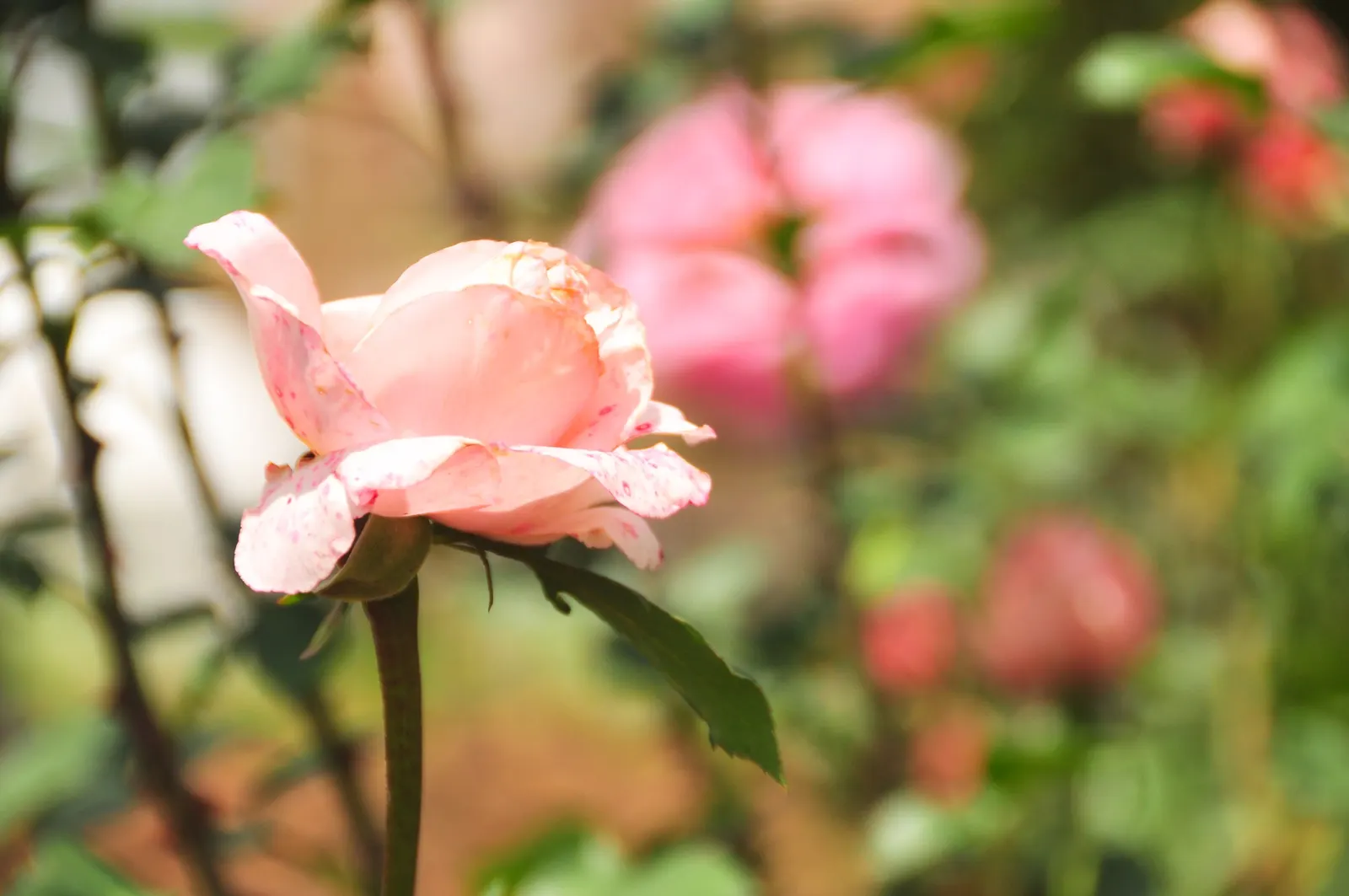 Pink Shrub Rose (Rosa Cv. Floribunda Pink) — pink flowers in the garden; adds a romantic touch and striking color to any landscape design