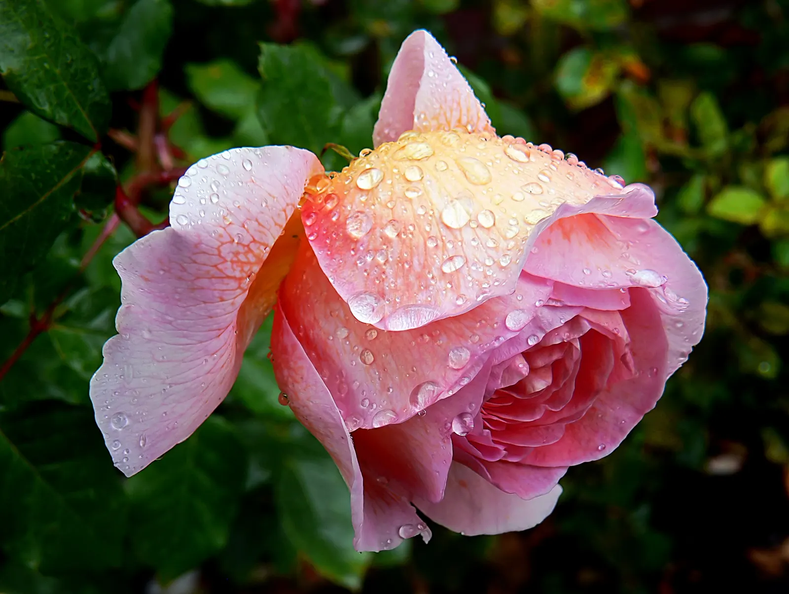 Pink Shrub Rose (Rosa Cv. Floribunda Pink) — Adds a romantic touch and striking color to any landscape design