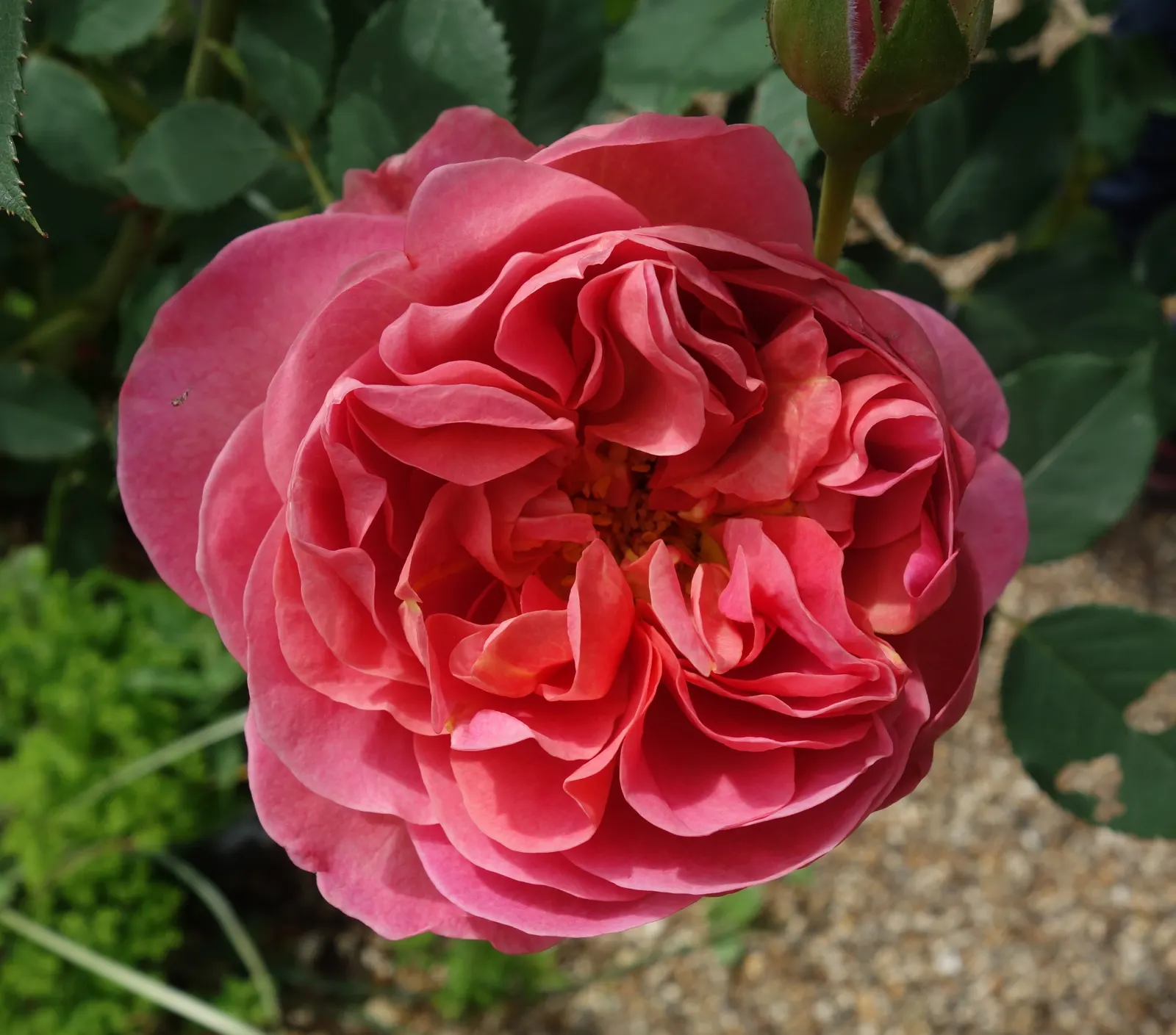 Pink Shrub Rose (Rosa Cv. Floribunda Pink) — This hardy shrub typically reaches 3-4 feet in height and 2-3 feet in width
