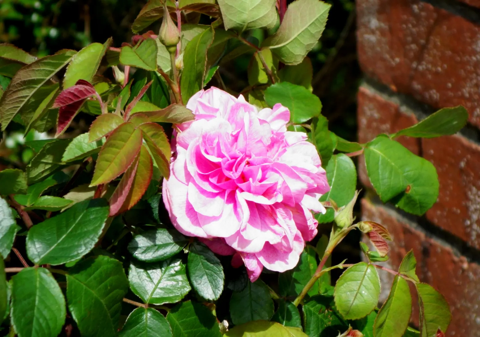 Pink Shrub Rose (Rosa Cv. Floribunda Pink) — each typically measuring 3 to 4 inches in diameter