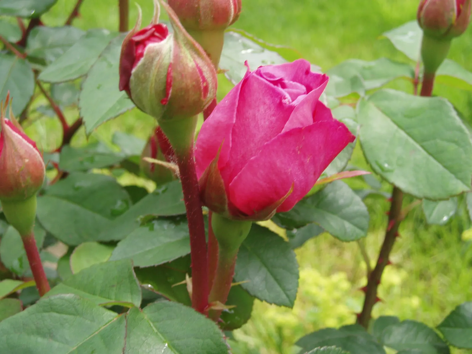 Pink Shrub Rose (Rosa Cv. Floribunda Pink) — floribunda pink, is a prolific bloomer with clusters of fragrant, pink blossoms