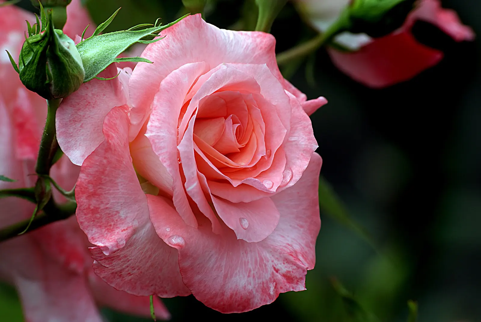 Pink Shrub Rose (Rosa Cv. Floribunda Pink) — This particular variety exhibits clusters of medium-sized pink blossoms
