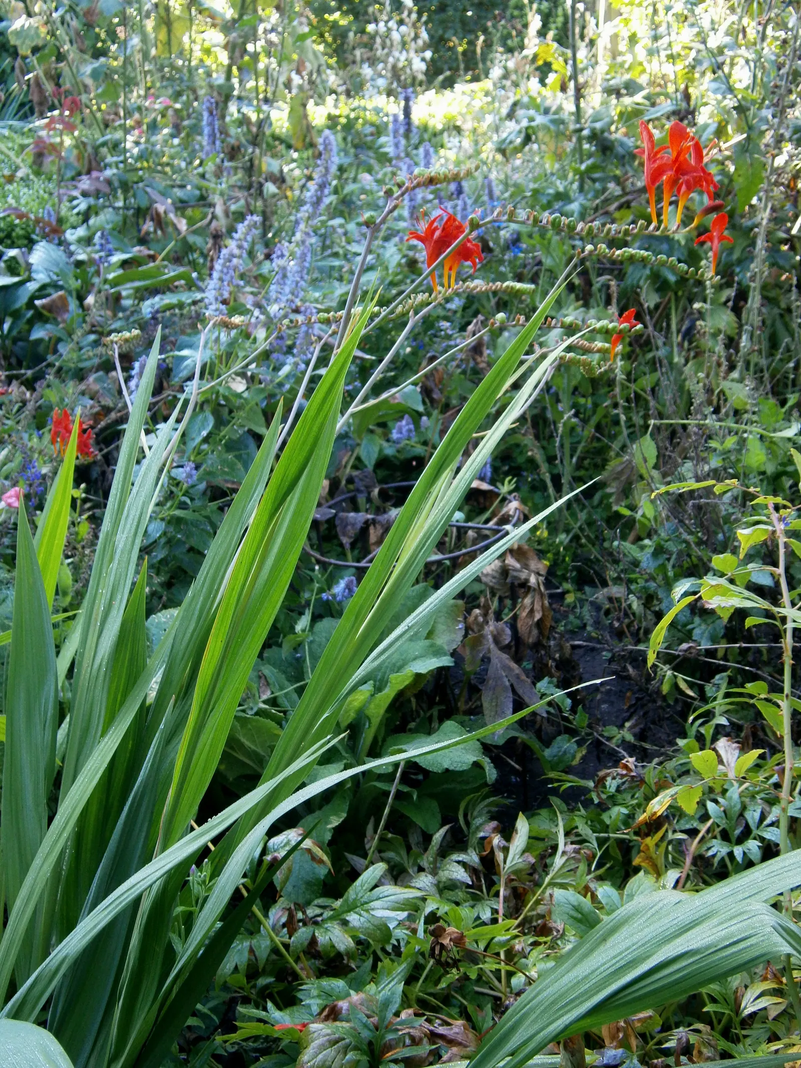 Lucifer Crocosmia (Crocosmia 'Lucifer') — adding vibrant splashes to landscapes; crocosmia 'Lucifer' prefers full sun to part shade exposures