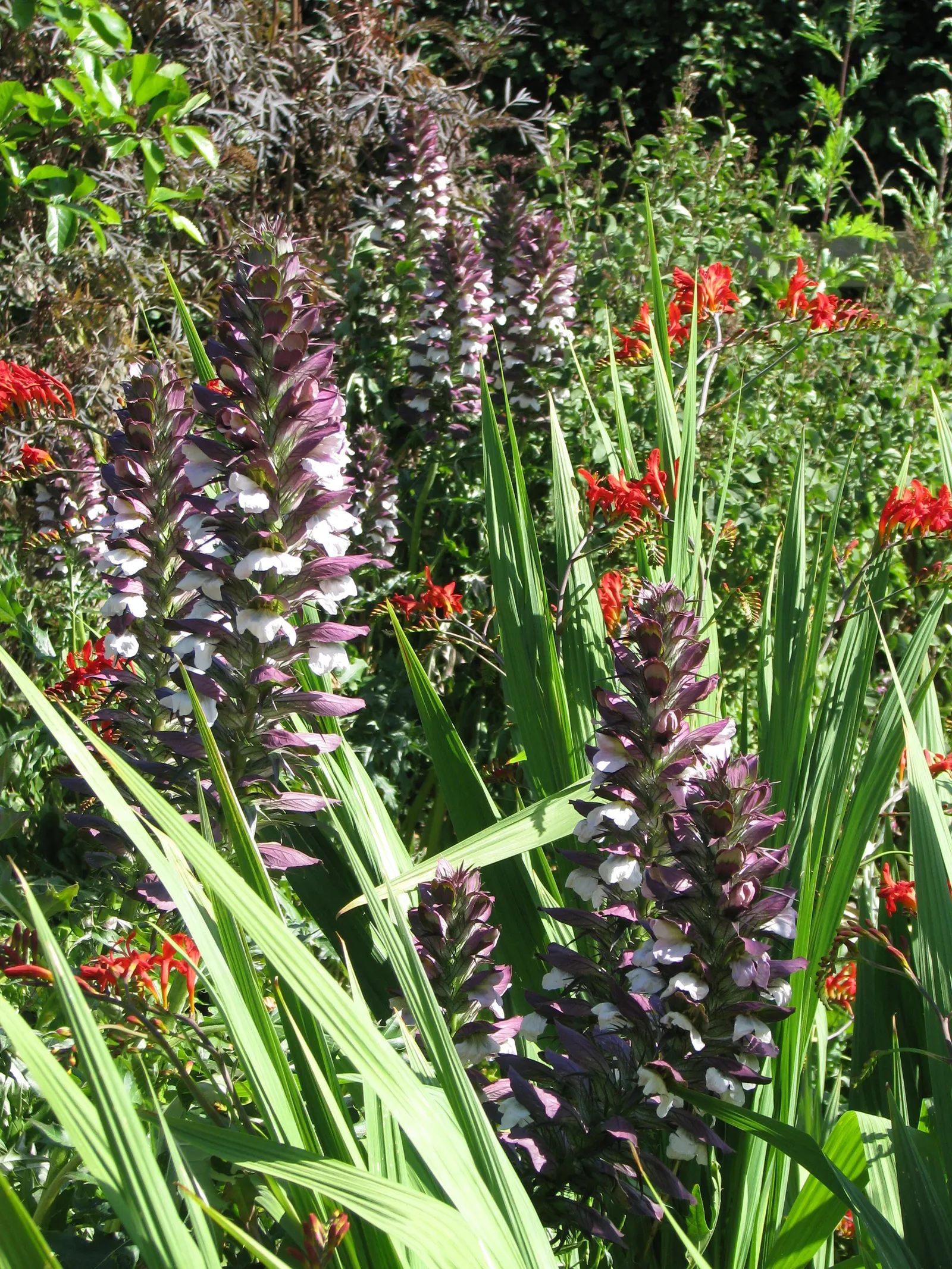 Lucifer Crocosmia (Crocosmia 'Lucifer') — Plant in full sun to partial shade in well-drained soil; bulb / perennial with red blooms
