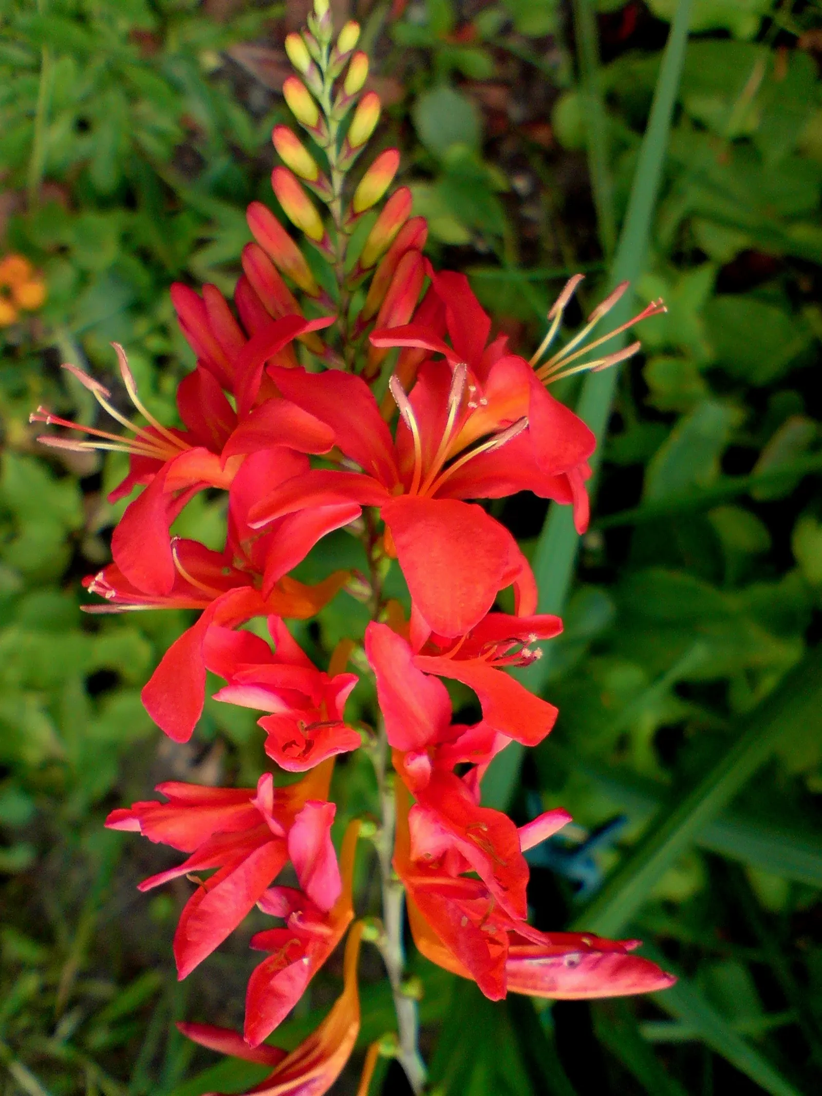 Lucifer Crocosmia (Crocosmia 'Lucifer') — Plant 6-8 inches apart for a dramatic effect