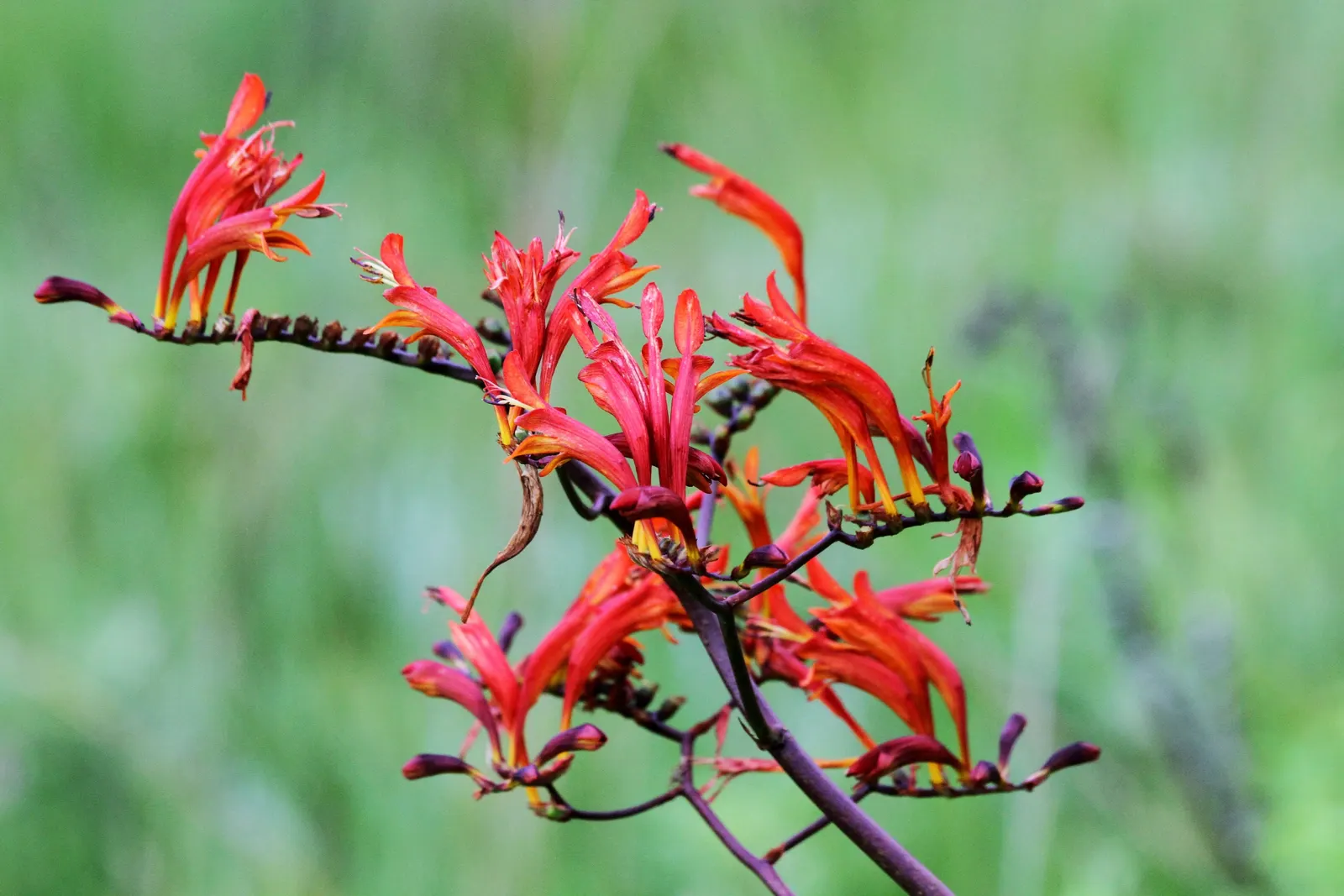 Lucifer Crocosmia (Crocosmia 'Lucifer') — This perennial thrives in zones 5-9, reaching 3-4 feet in height and spread of 1-2 feet