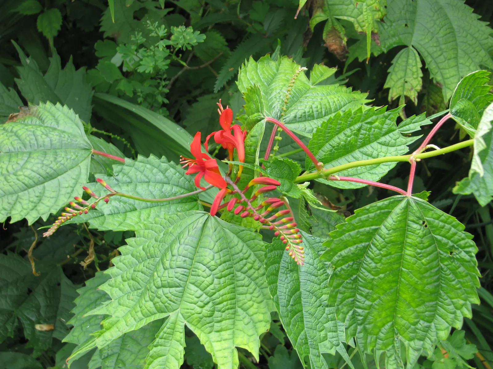 Lucifer Crocosmia (Crocosmia 'Lucifer') — adding an element of liveliness to the area.<br><br>Thriving in USDA hardiness zones 5 through 9