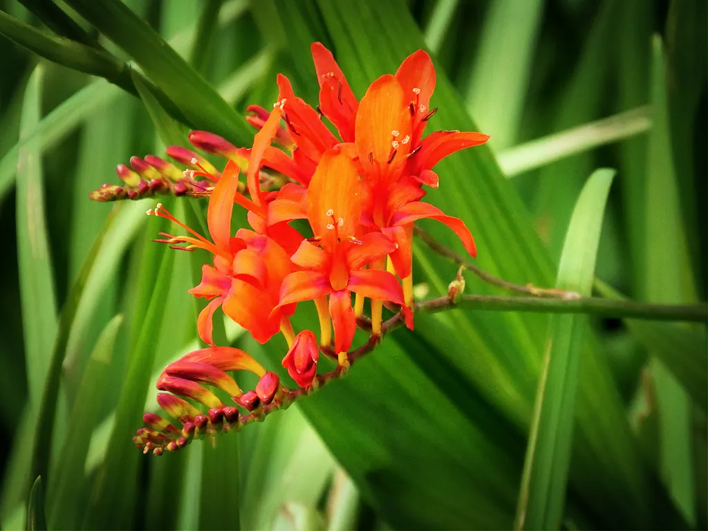 Lucifer Crocosmia (Crocosmia 'Lucifer') — It's important to ensure the soil does not become waterlogged in winter, which could be detrimental
