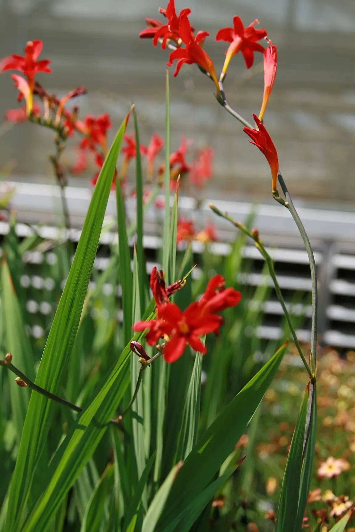 Lucifer Crocosmia (Crocosmia 'Lucifer') — Division of crowded clumps every 3 to 4 years in early spring will maintain vigor and ensure a continuous