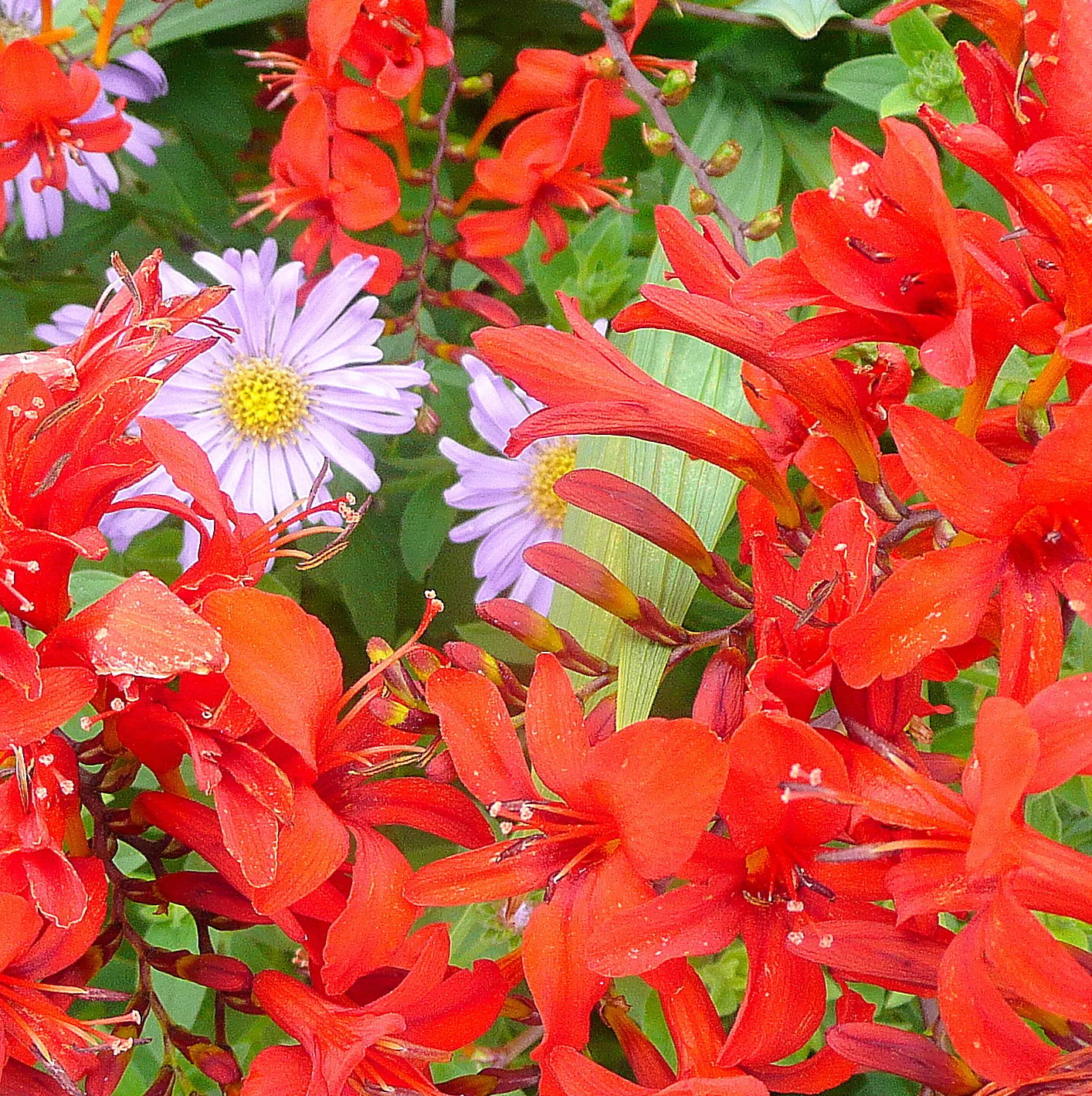 Lucifer Crocosmia (Crocosmia 'Lucifer') — This cultivar is particularly known for its ability to attract pollinators such as hummingbirds and bees